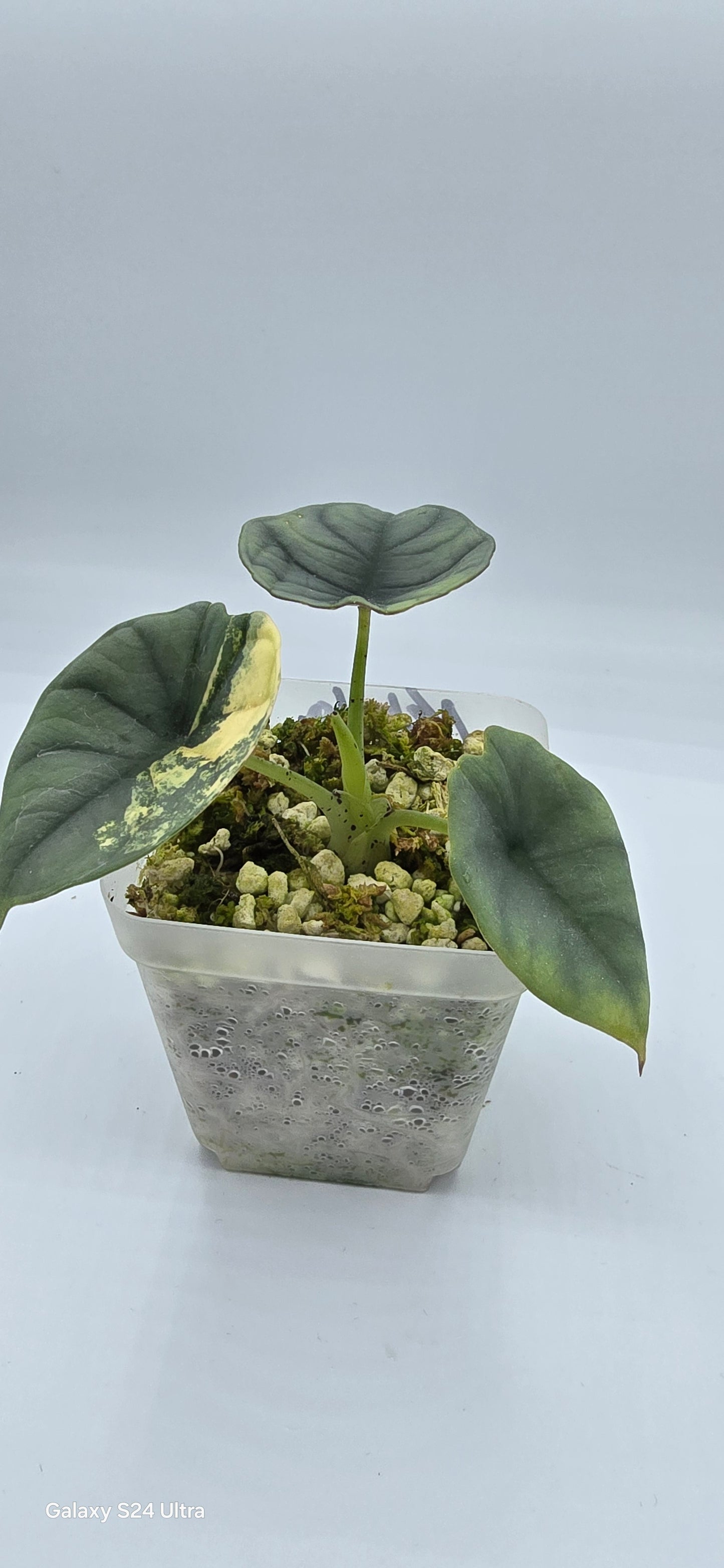 Alocasia Nebula Aurea Variegata