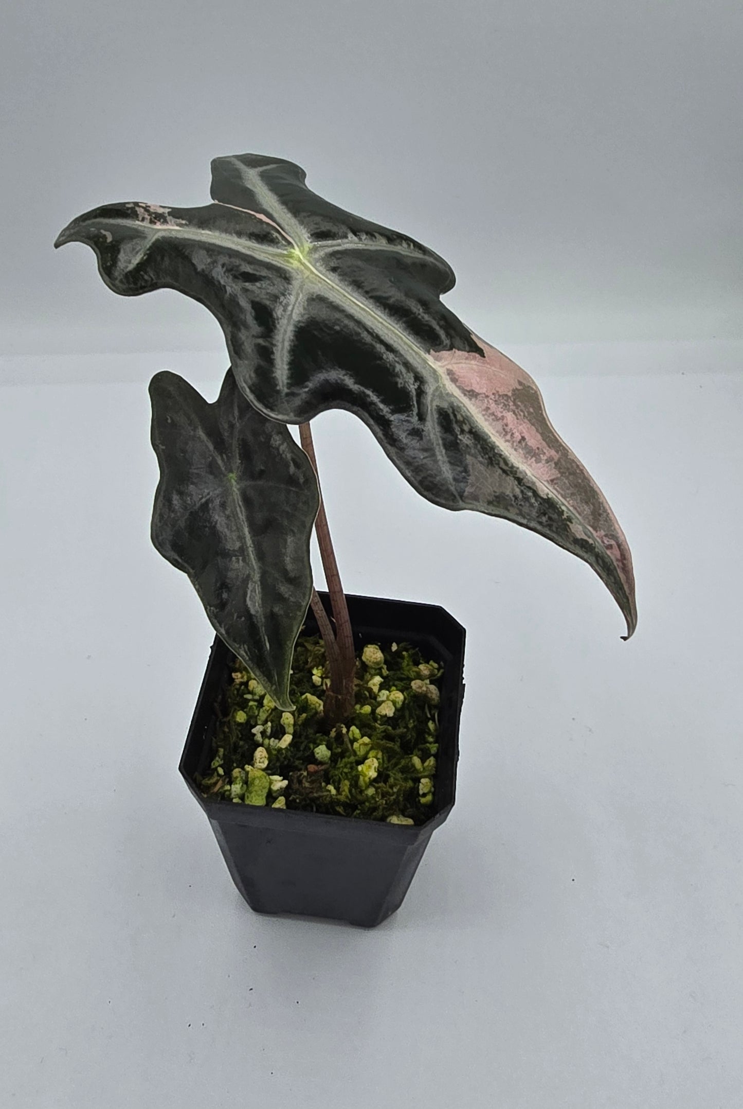 Alocasia Nobilis Pink Variegata