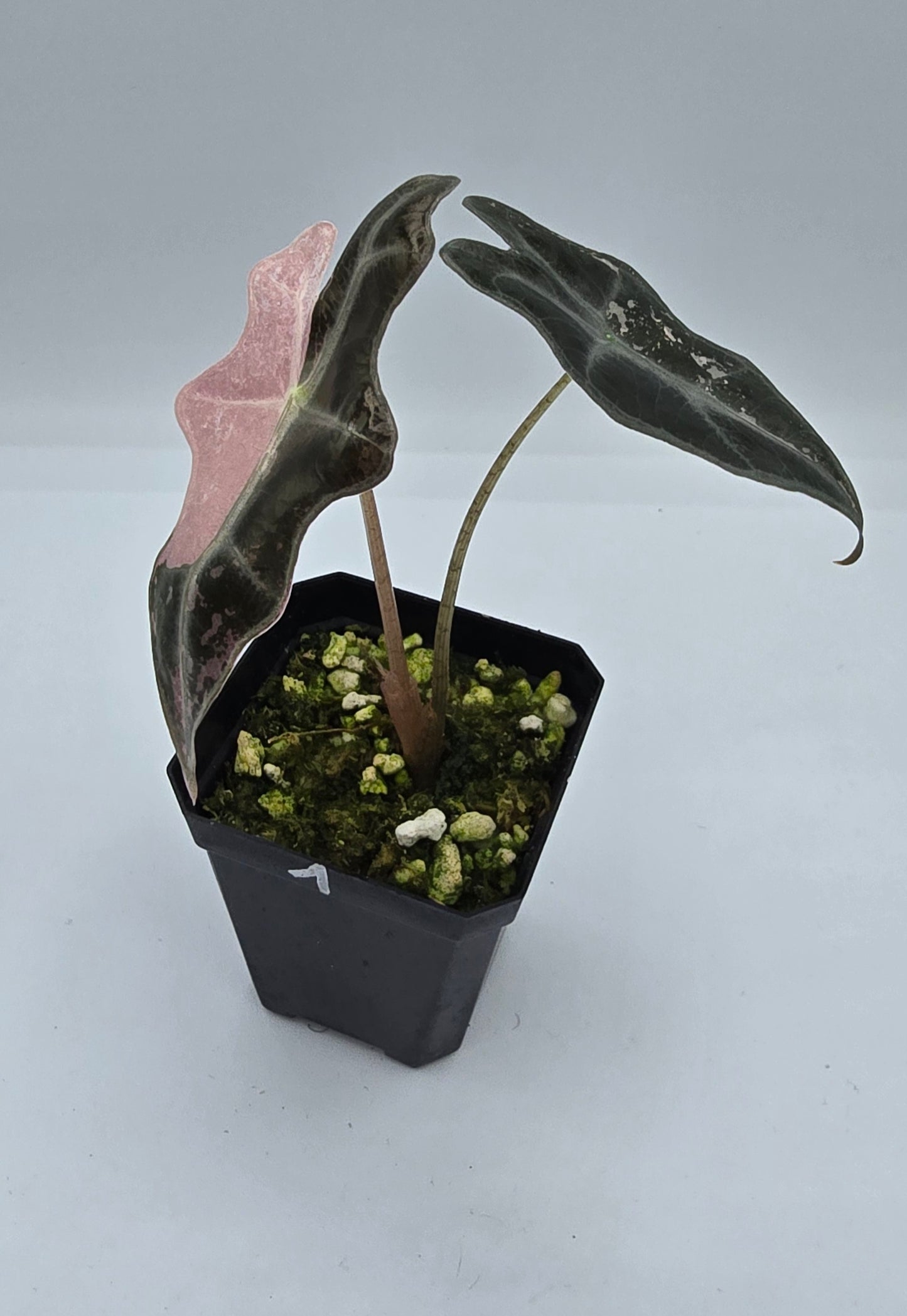 Alocasia Nobilis Pink Variegata