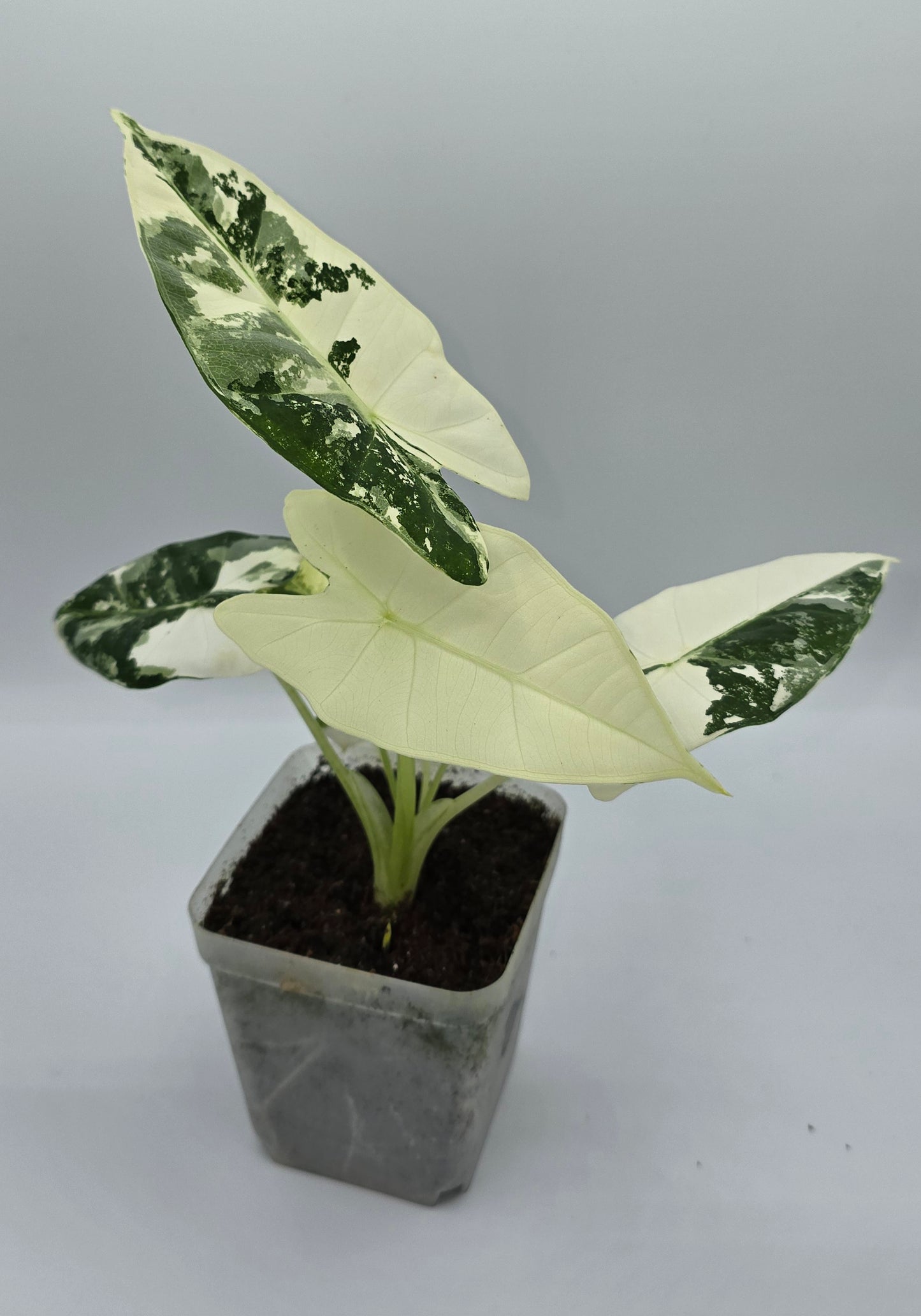 Alocasia Frydek Variegata