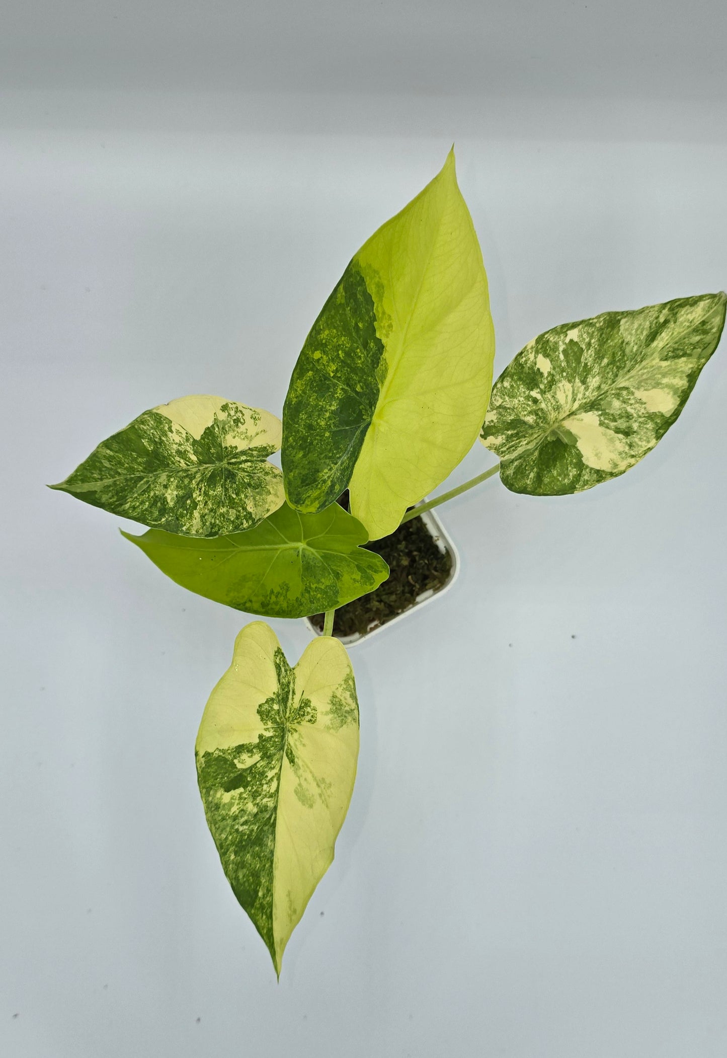 Alocasia Gageana Aurea Variegata