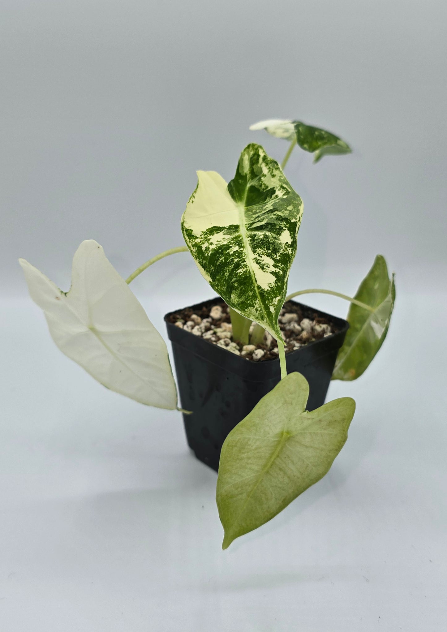 Alocasia Frydek Variegata
