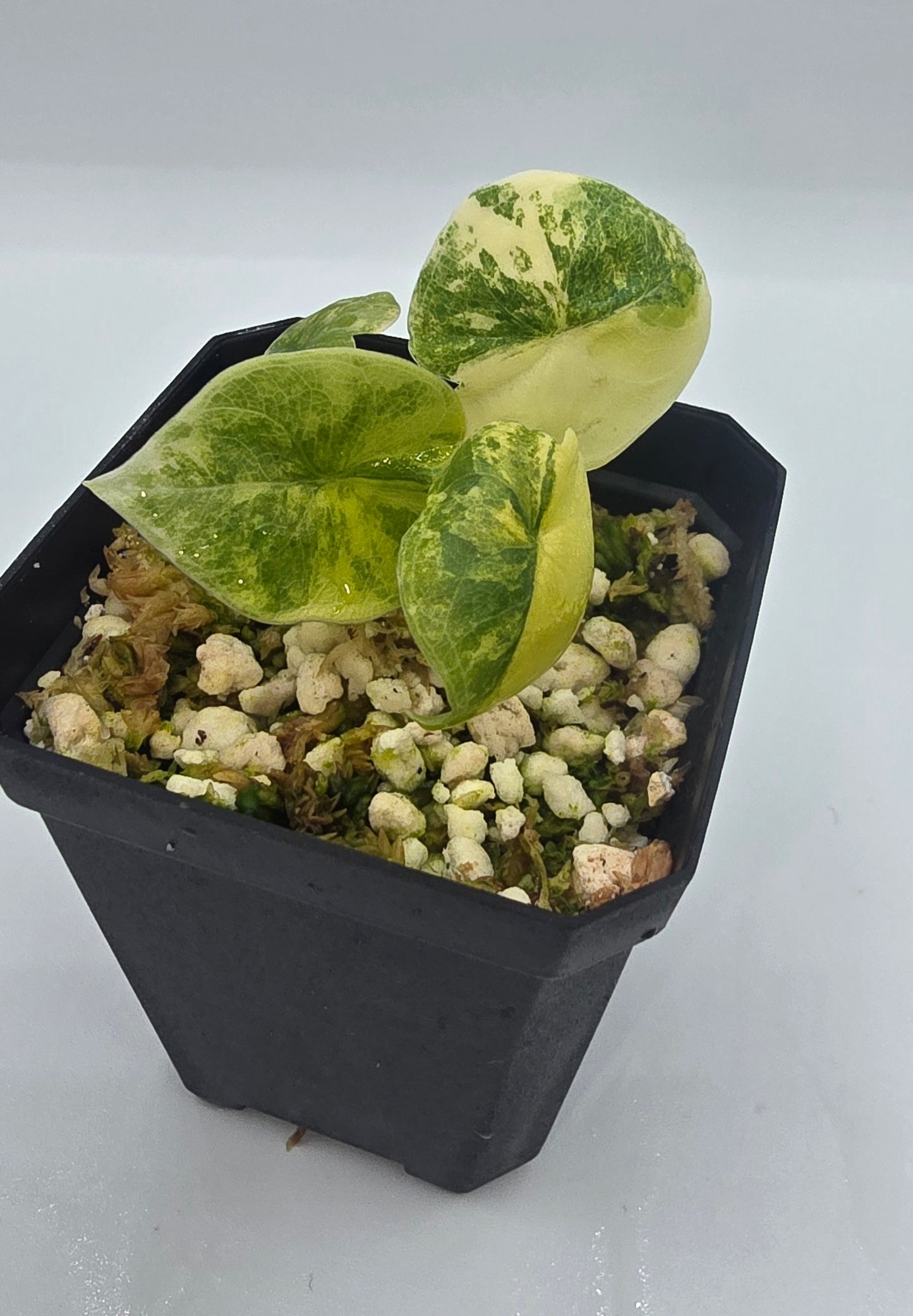 Alocasia Melo Aurea Variegata