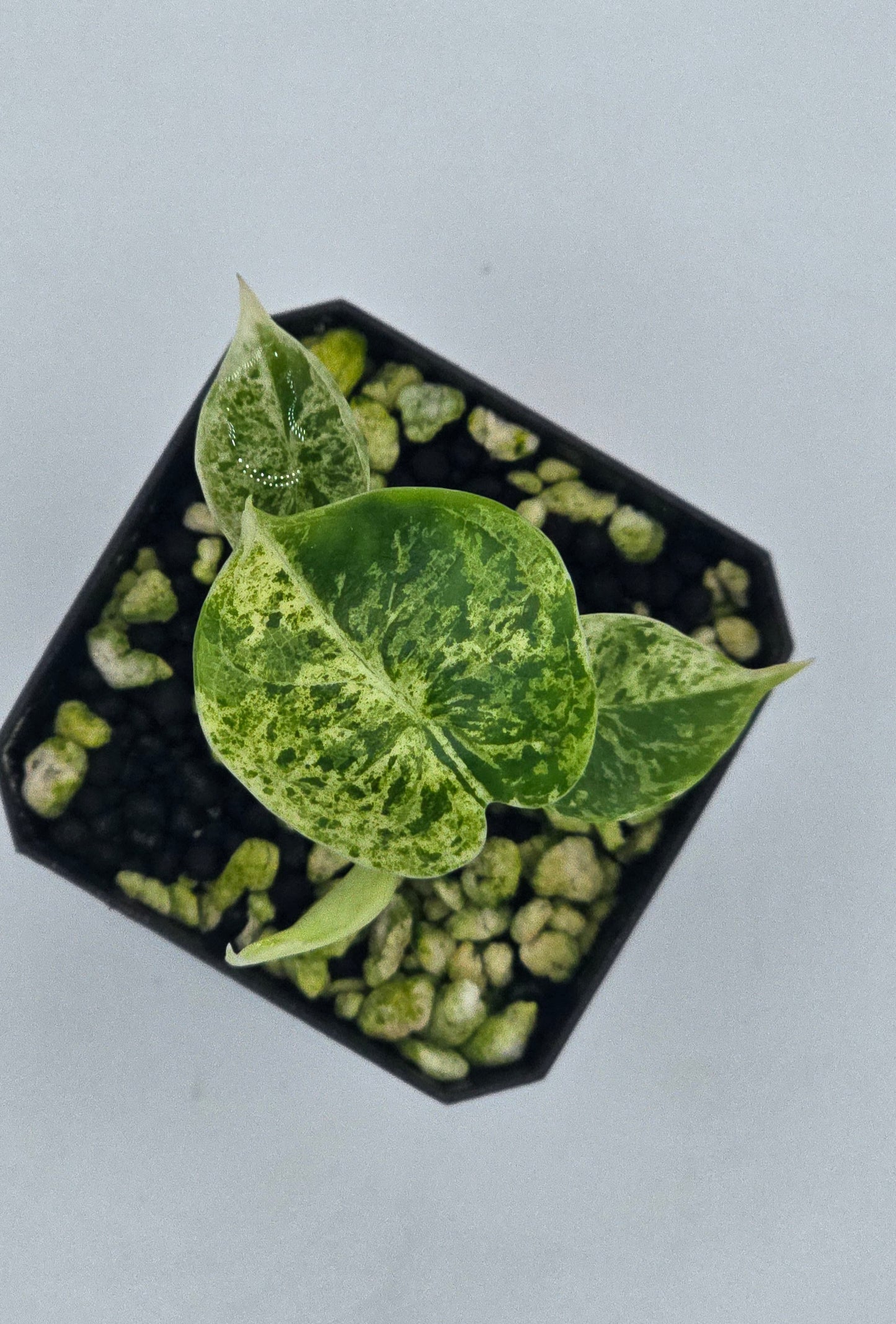 Alocasia Dragon Scale Mint Variegata