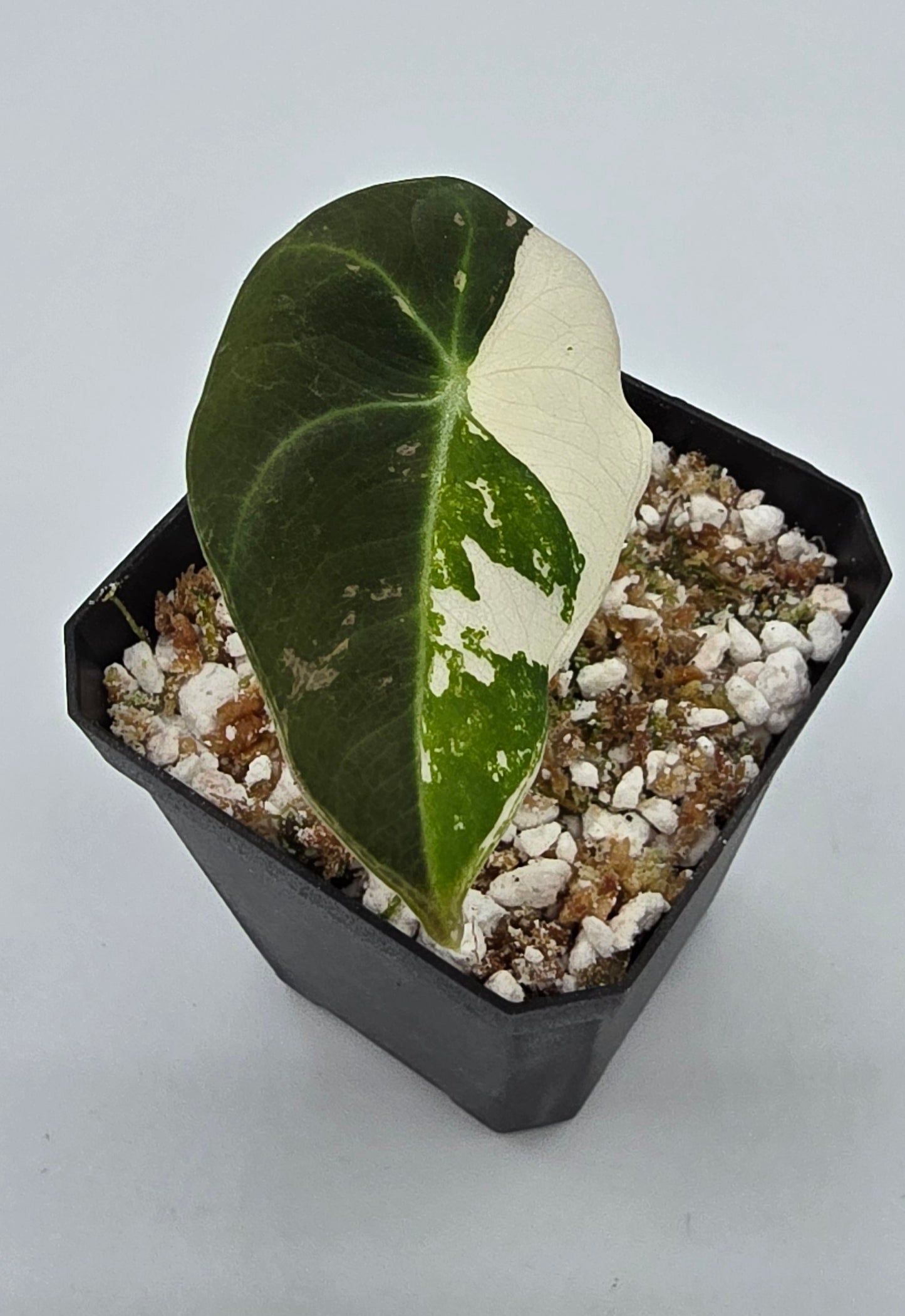 Alocasia Black Velvet Pink Variegata Baby