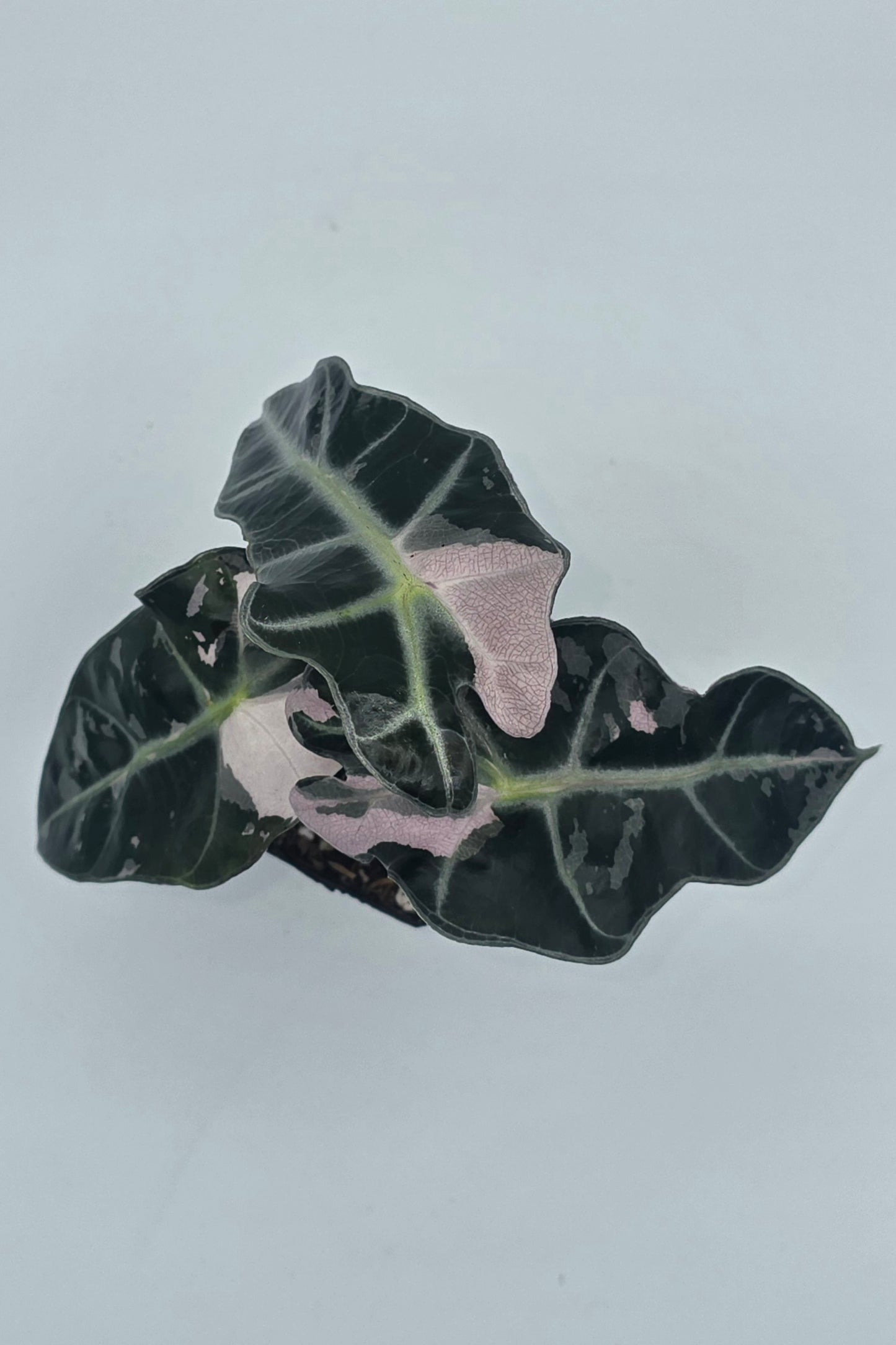 Alocasia Polly Snow Pink Superb Variegata