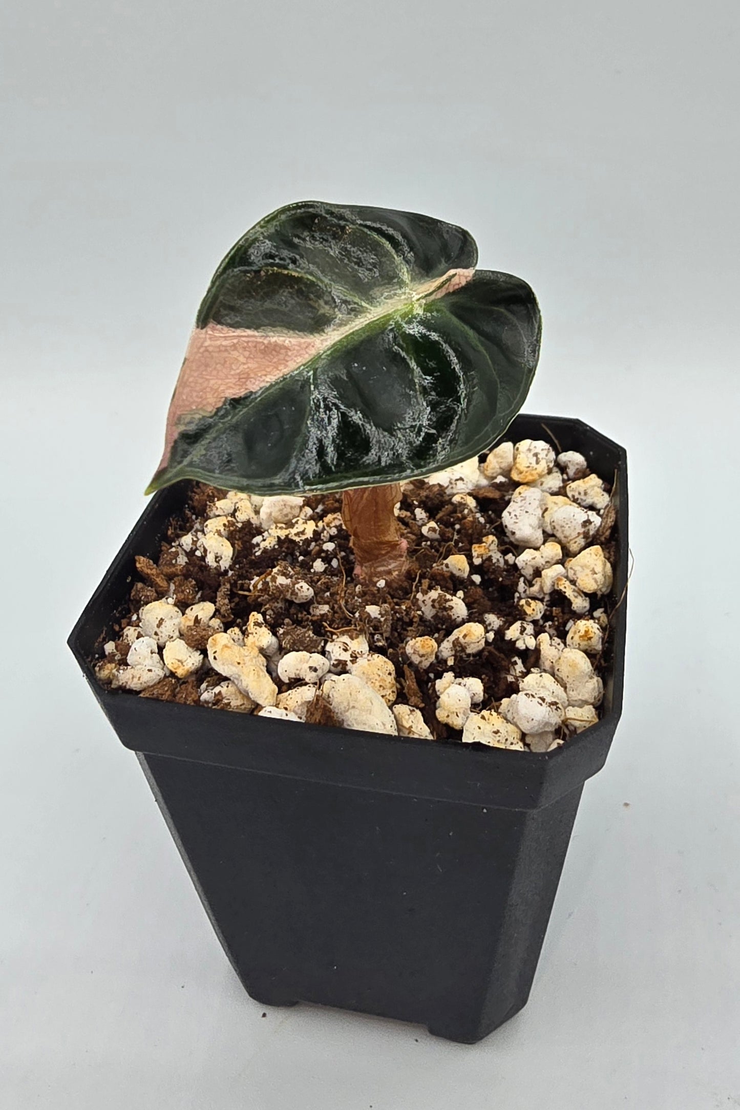 Sale Alocasia Balloon Heart Pink Variegata
