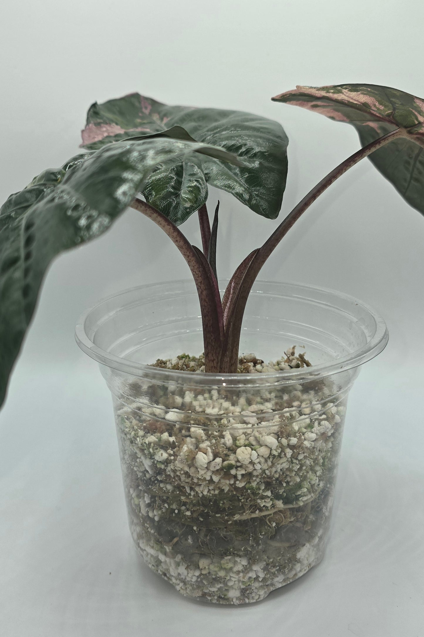 Alocasia Yucatan Princess Pink Variegata