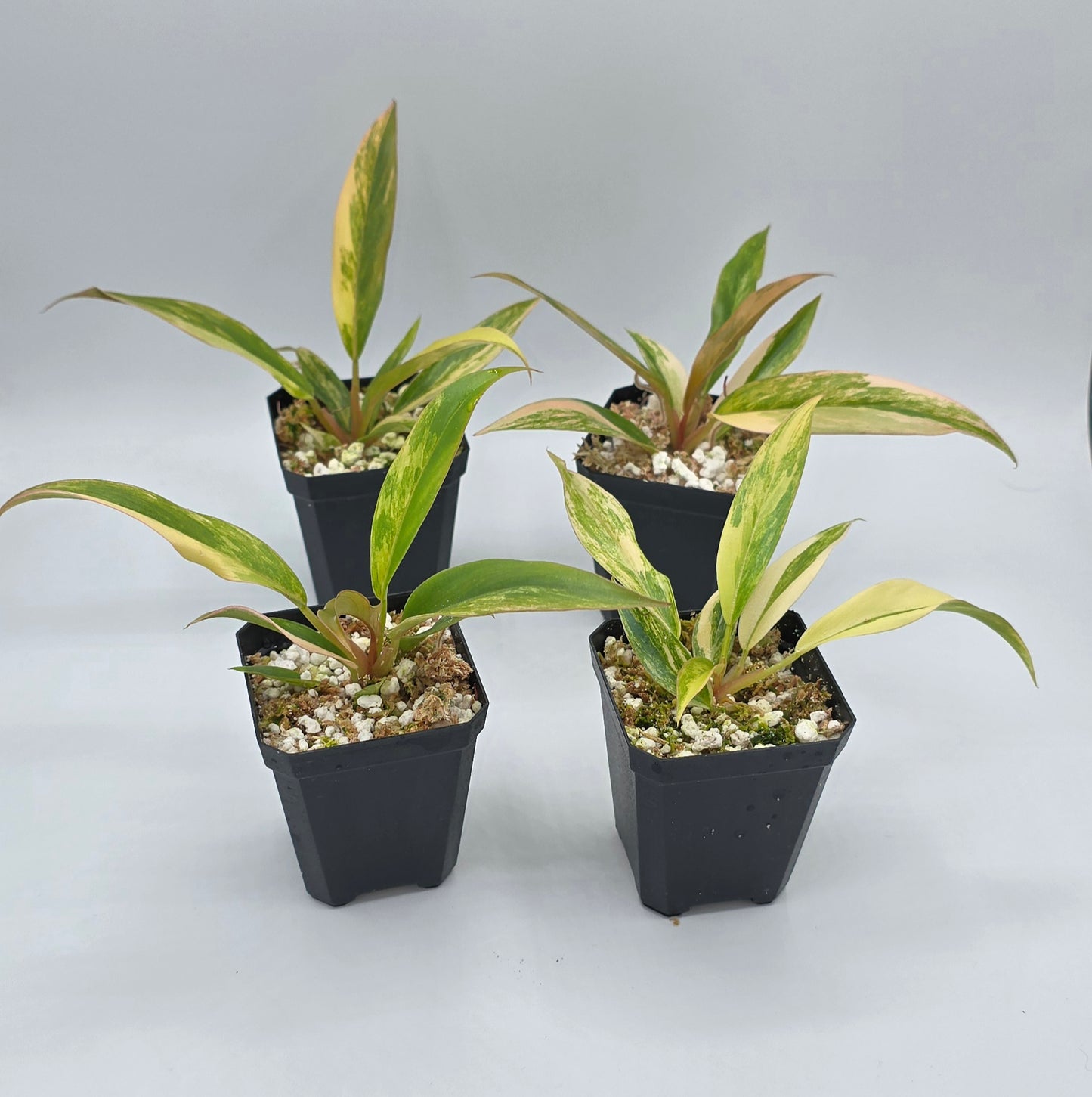 Philodendron Caramel Marble Variegata
