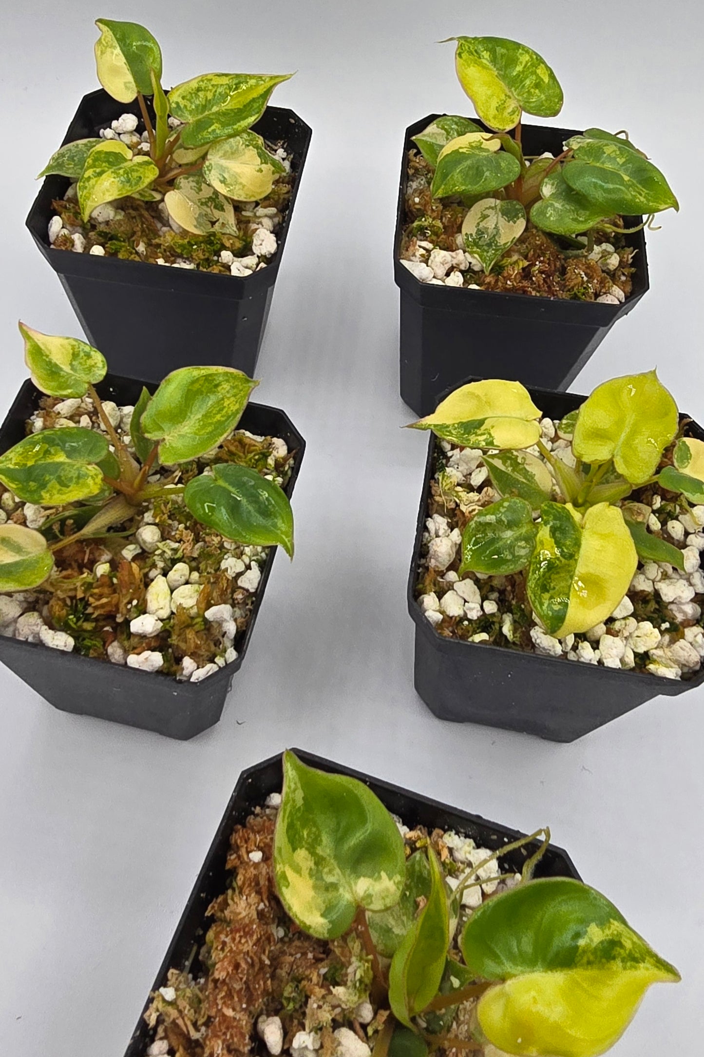 Philodendron Billietiae Variegata
