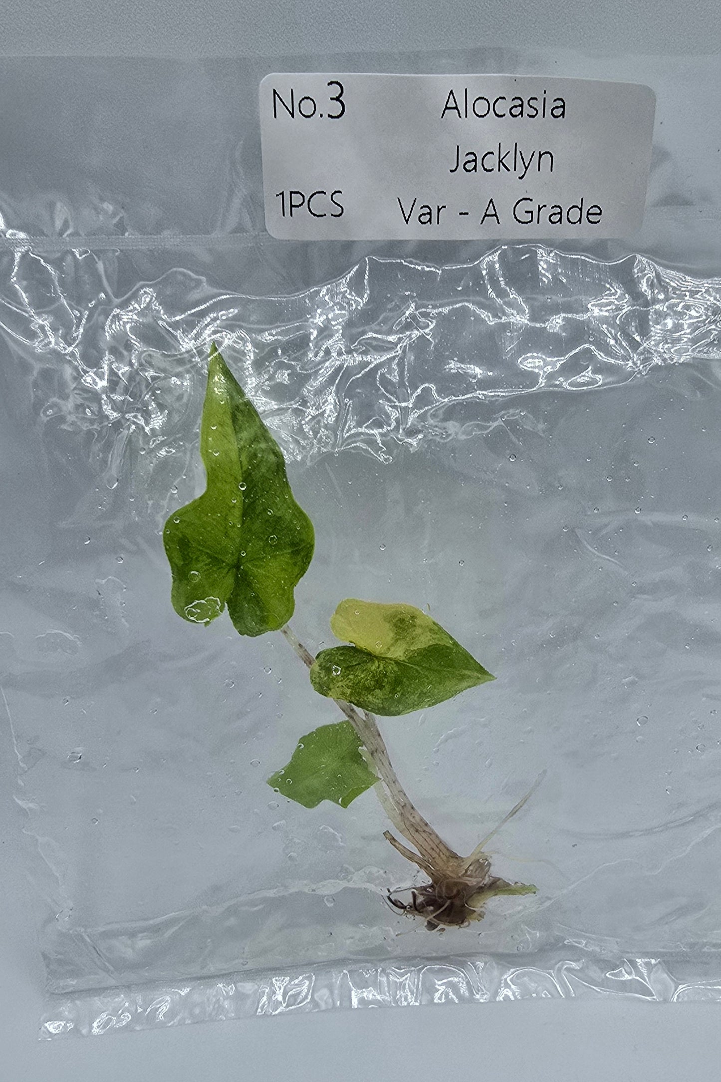 Alocasia Jacklyn Aurea Variegata