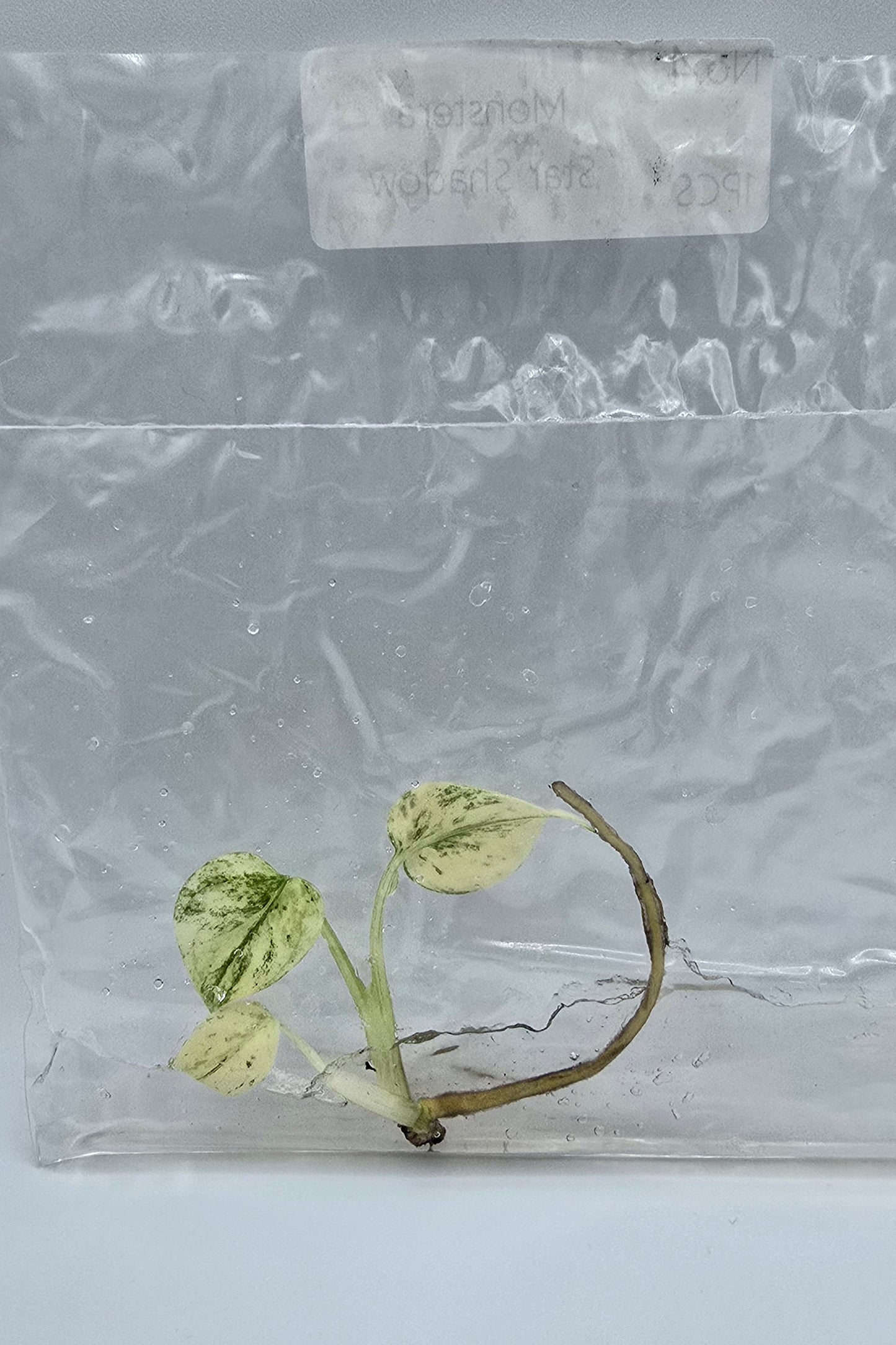 Monstera Star Shadow Variegata