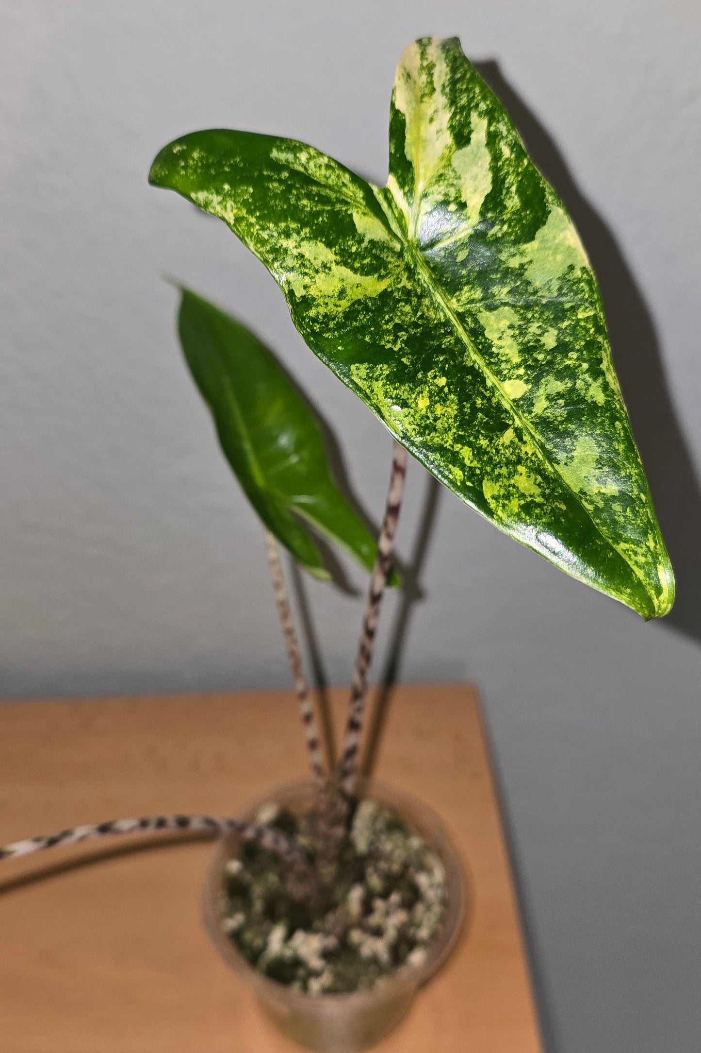 Alocasia Zebrina Yellow Variegata