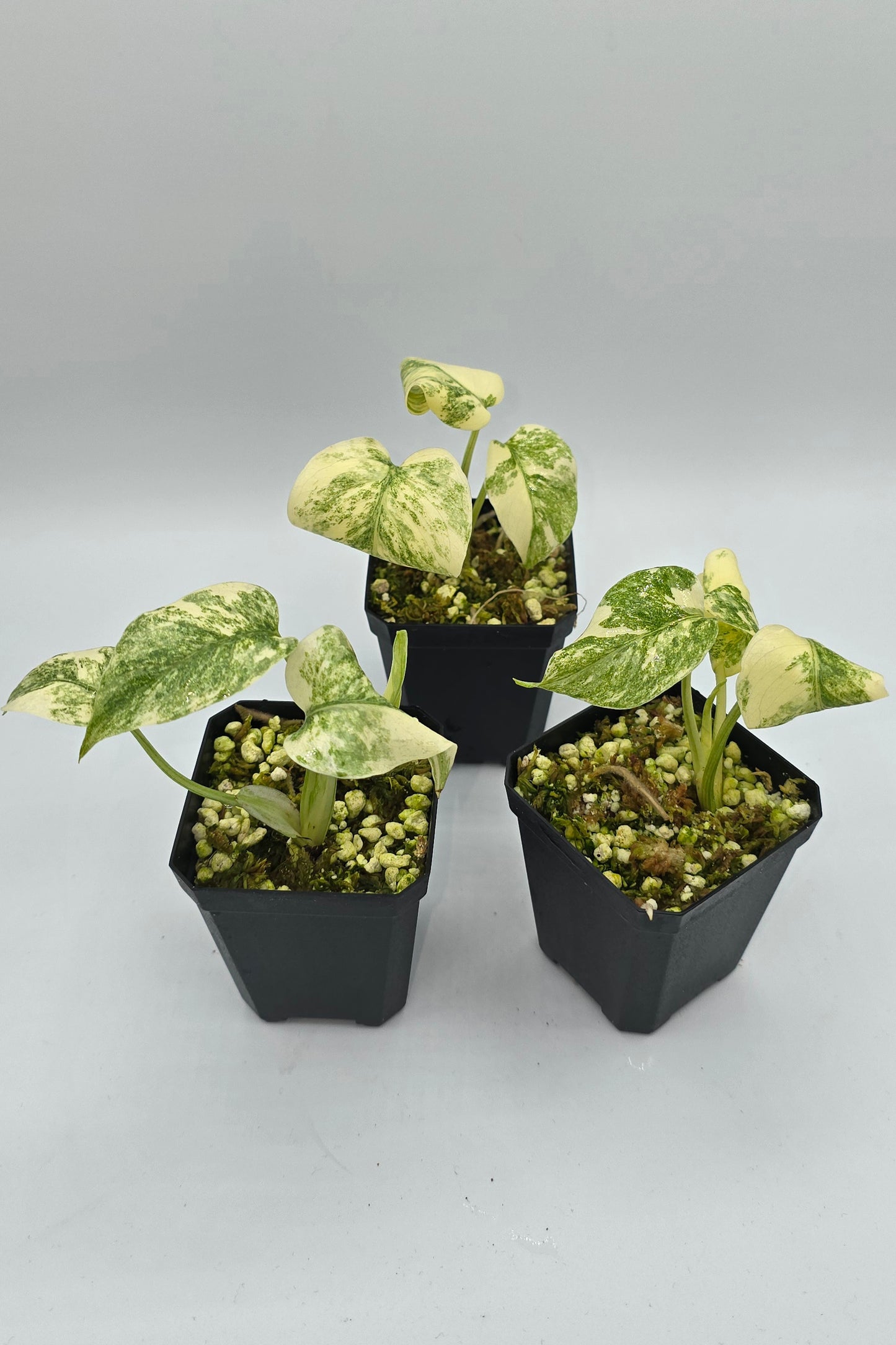 Monstera Deliciosa Thai Constellation Legacy Variegata