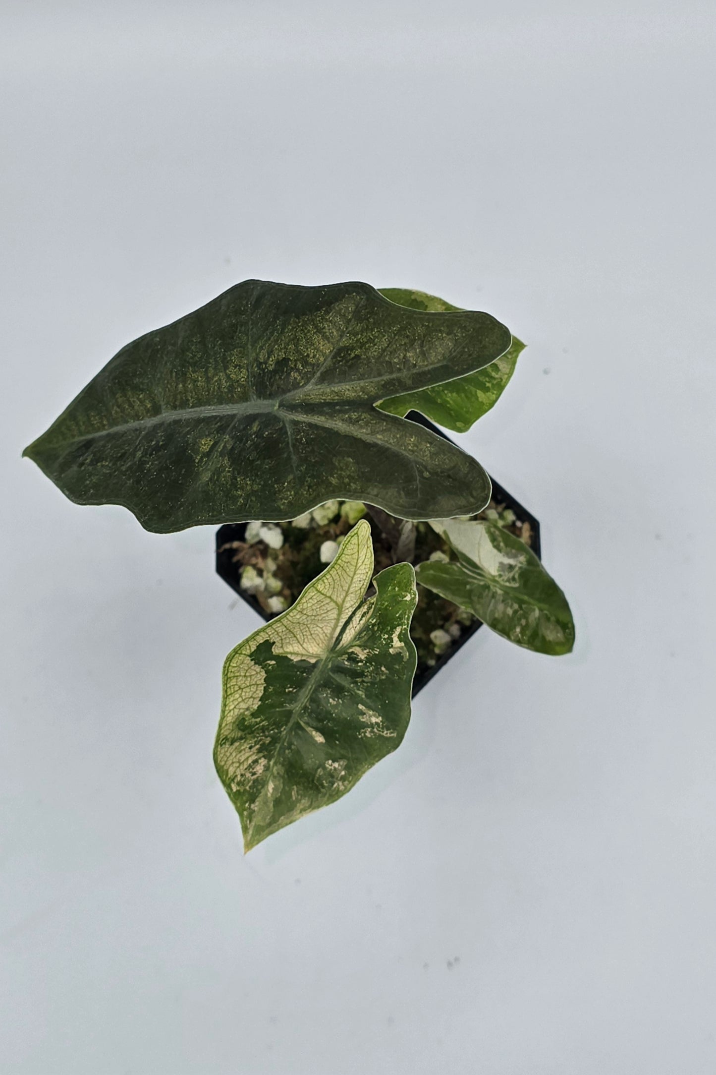 Alocasia Pseudo Sanderiana Pink Variegata