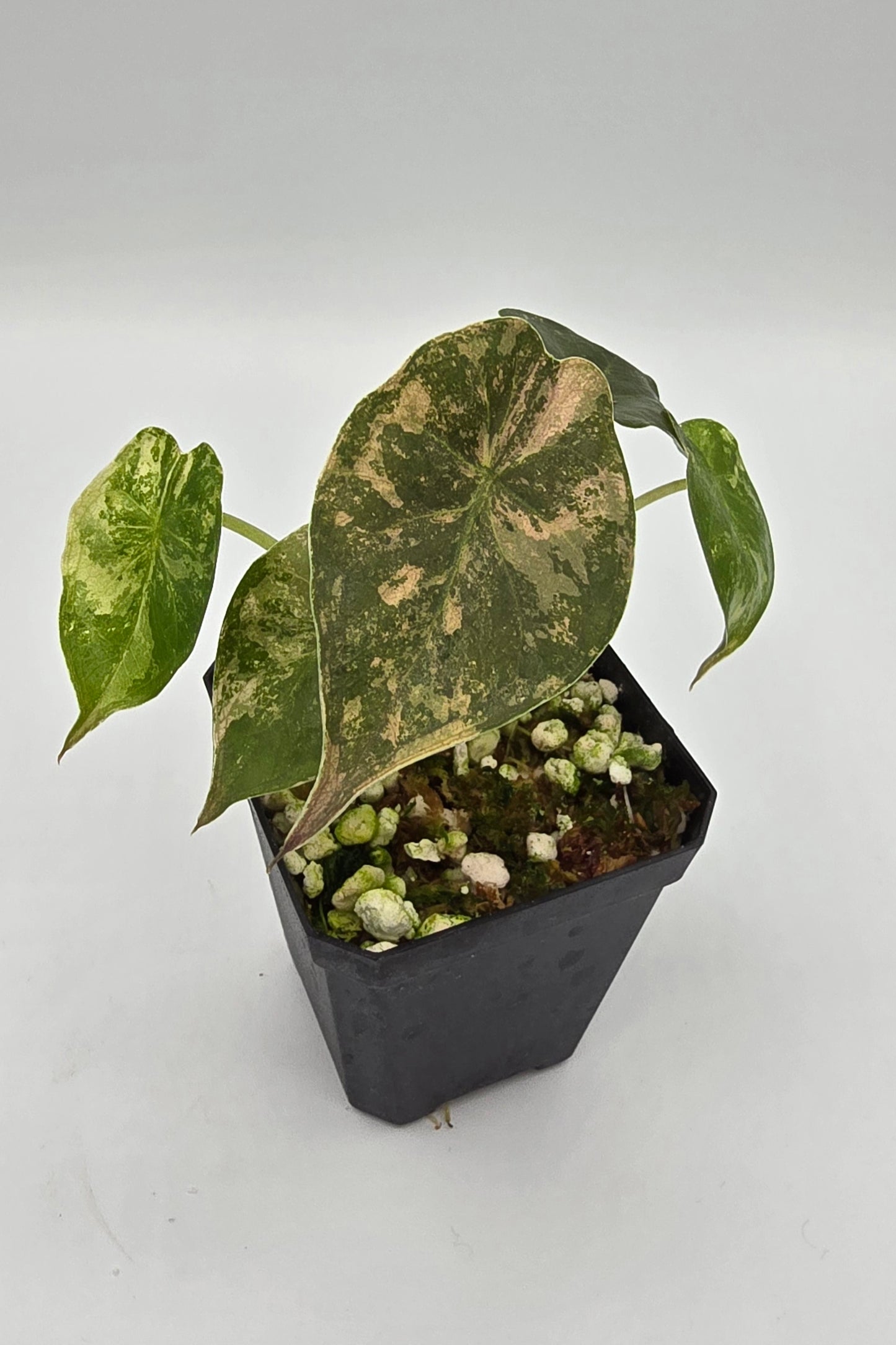 Alocasia Wentii Pink Albo Variegata