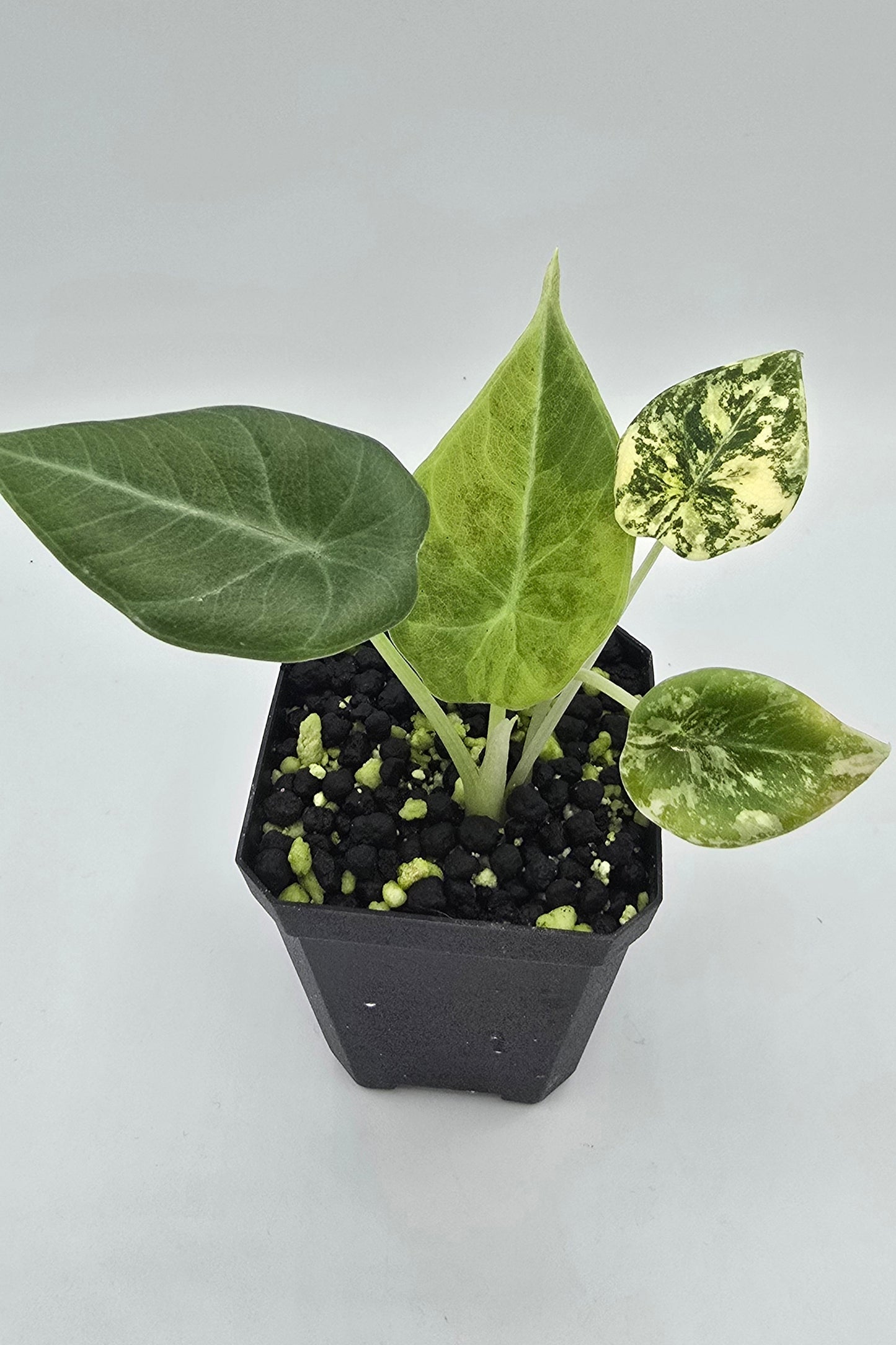 Alocasia Maharani Golden Lime Variegata