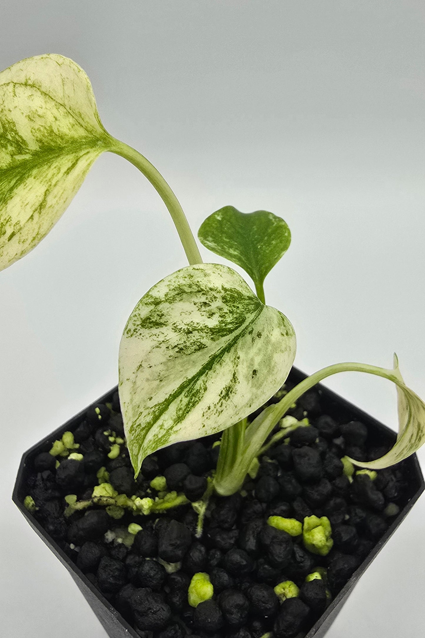 Monstera Star Shadow Variegata
