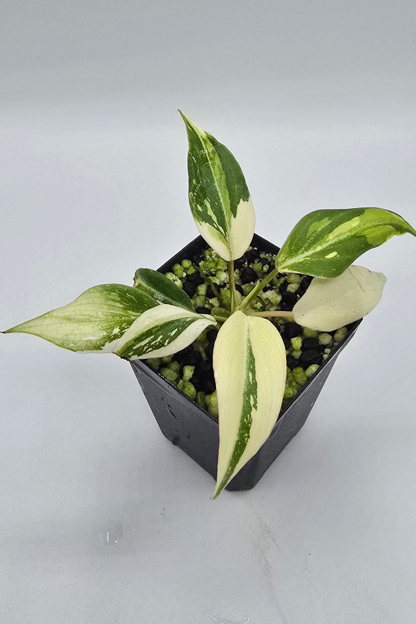 Philodendron Gloriosum Variegata