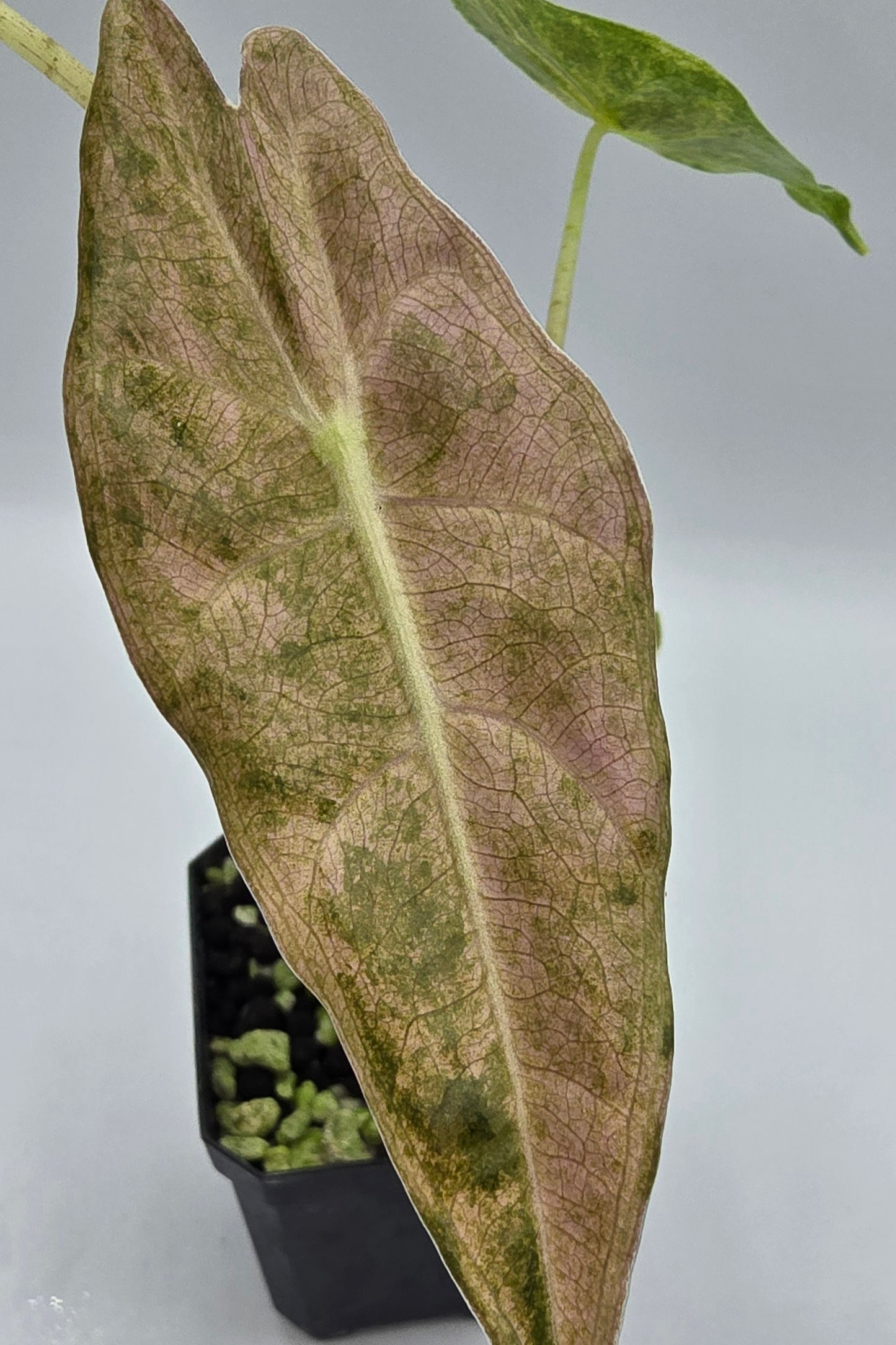 Alocasia Longiloba Black Satun Stardust Variegata