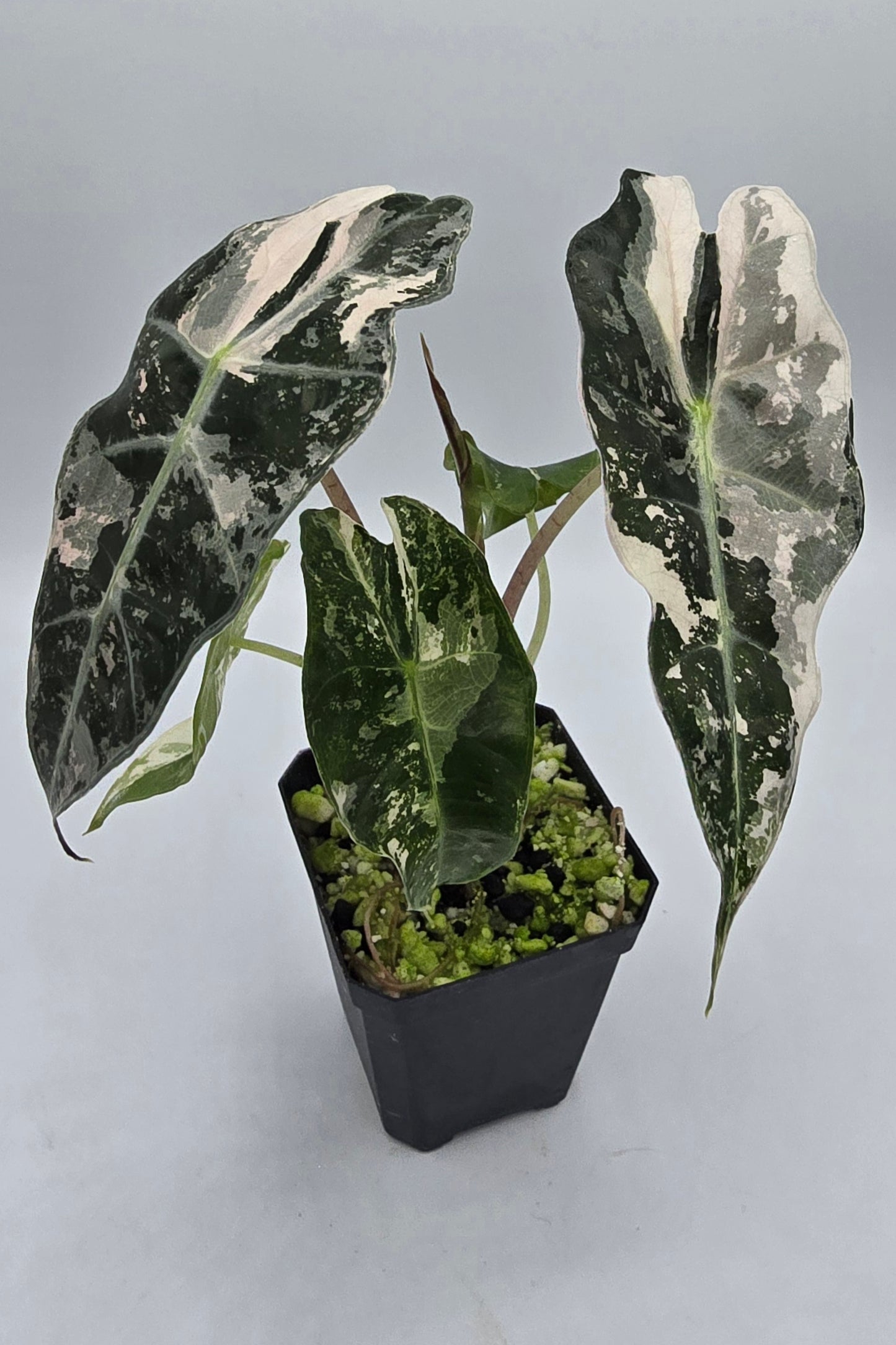 Alocasia Polly Snowflake Pink Variegata