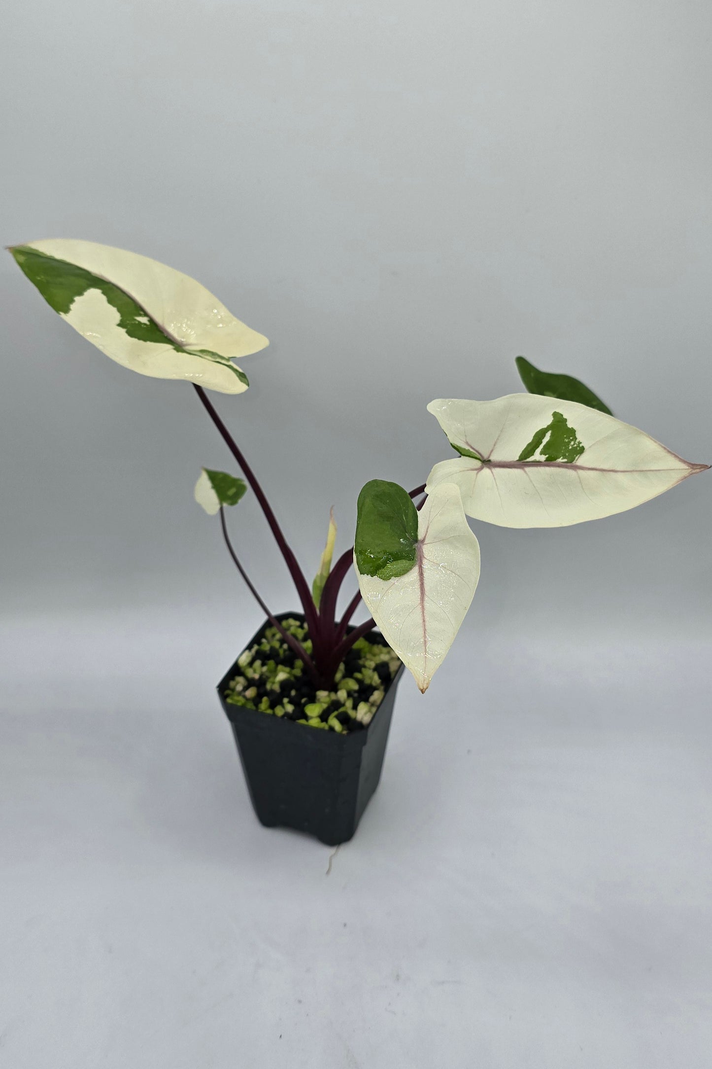 Alocasia Black Stem Variegata