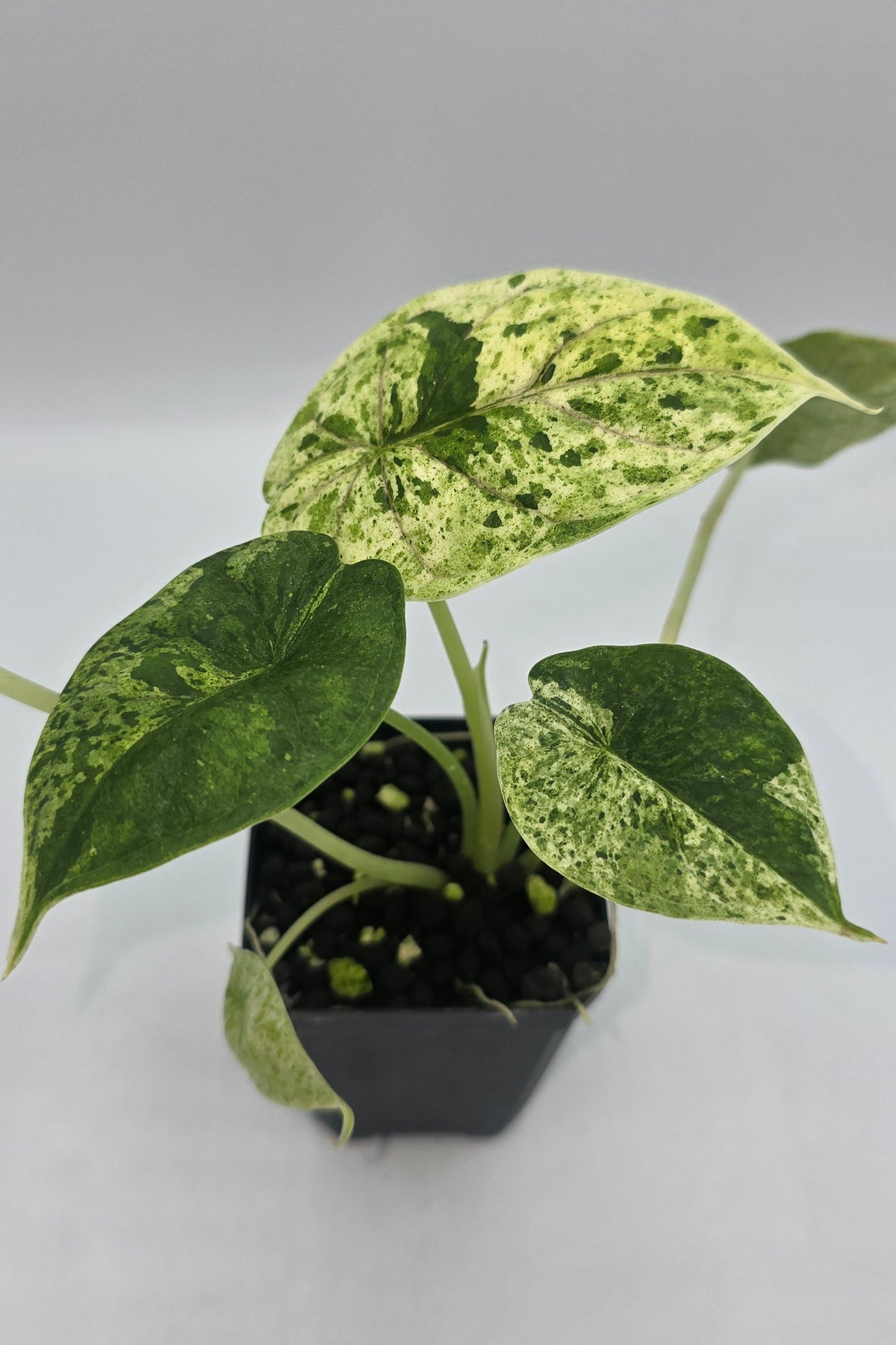 Alocasia Dragon Scale Mint Variegata