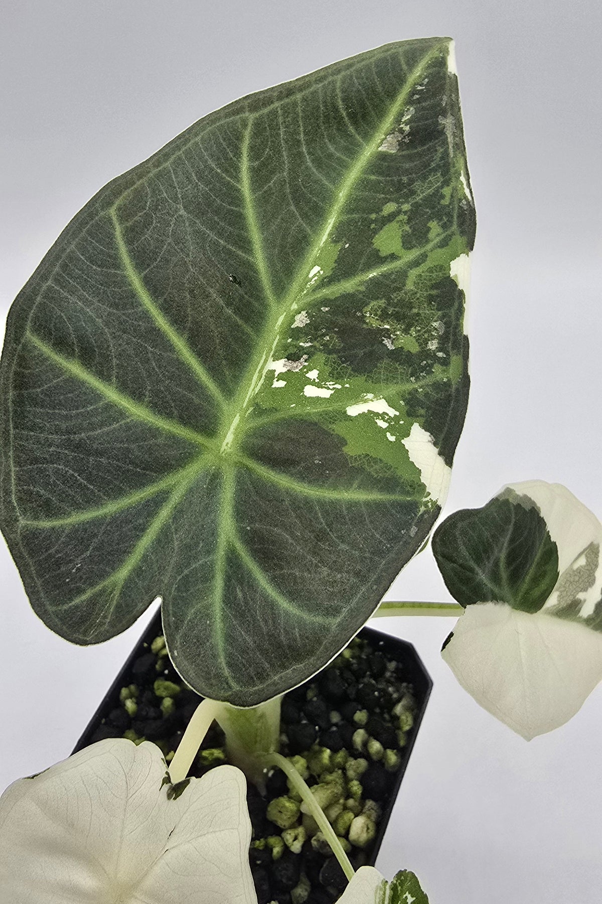 Alocasia Regal Shield Albo Variegata