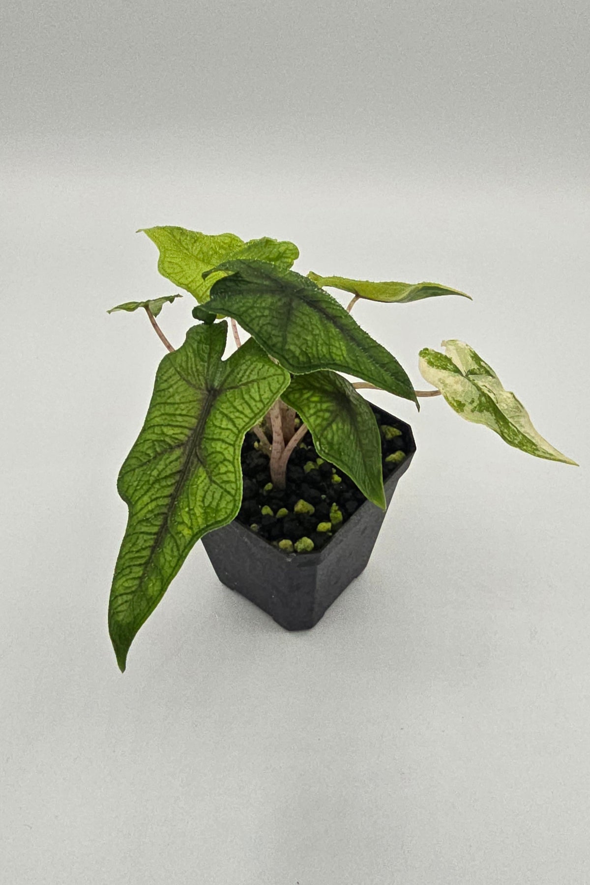 Alocasia Jacklyn Aurea Variegata - 2 Pflanzen im Topf