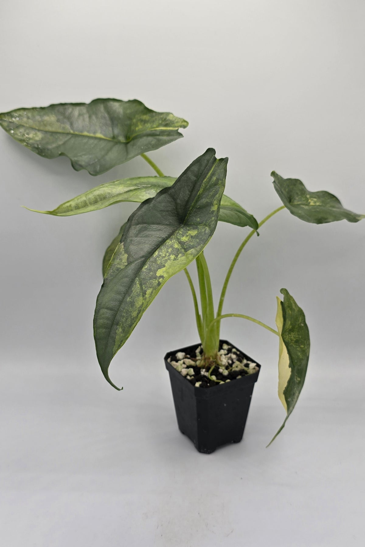 Alocasia Heterophylla Dragon Breath Aurea Variegata