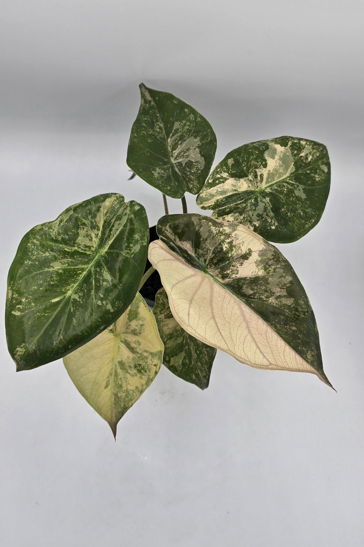 Alocasia Wentii Pink Albo Variegata