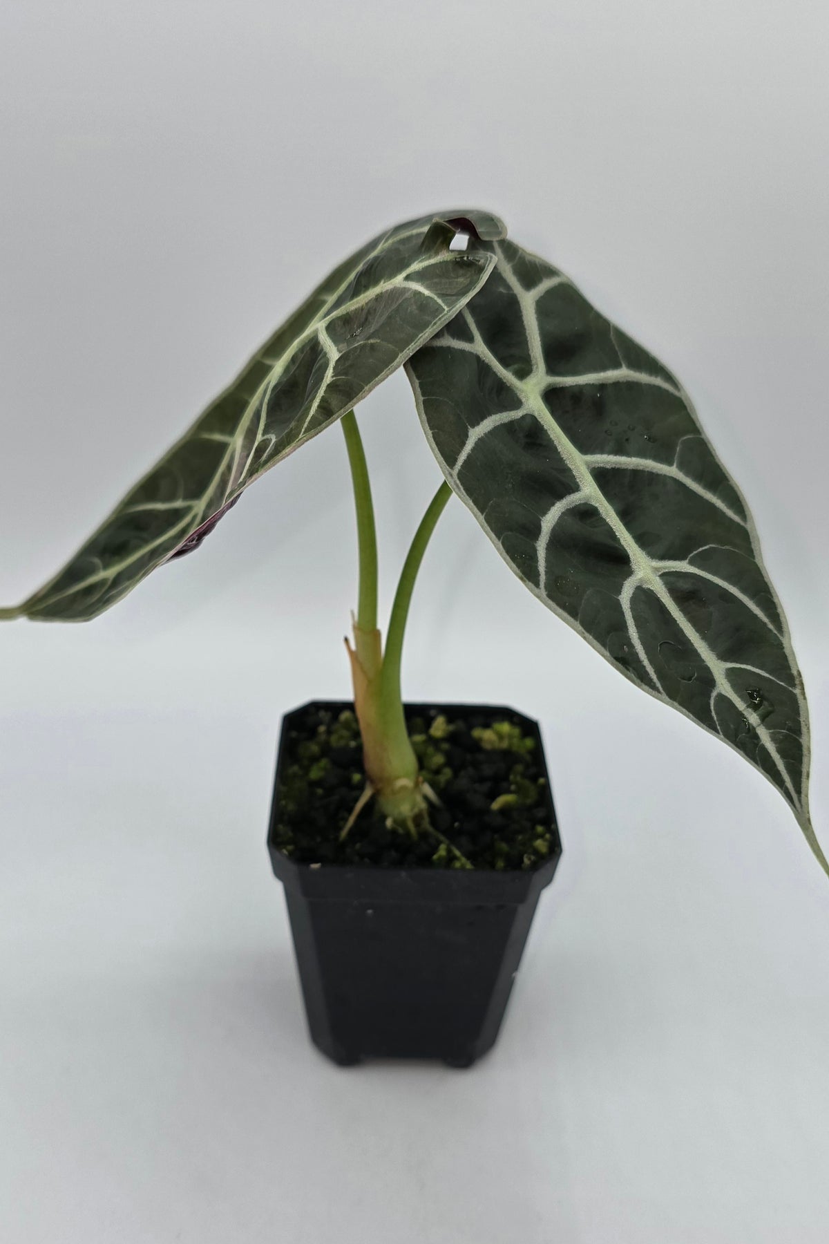 Alocasia Watsoniana Pink Doff Variegata