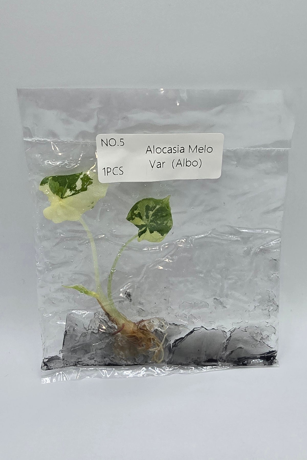 Alocasia Melo Albo Variegata TC