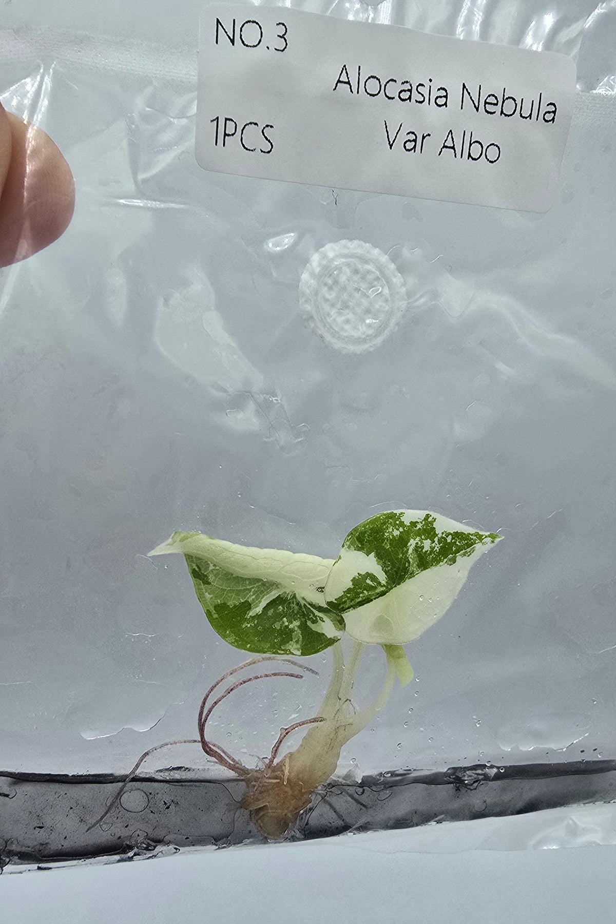 Alocasia Nebula Albo Variegata TC – Freie Auswahl