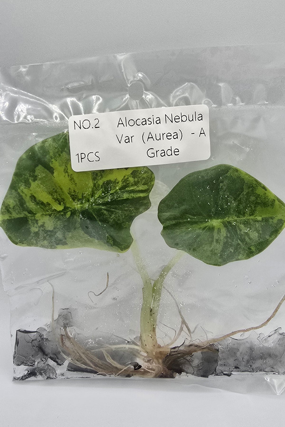 Alocasia Nebula Aurea Variegata TC – Freie Auswahl