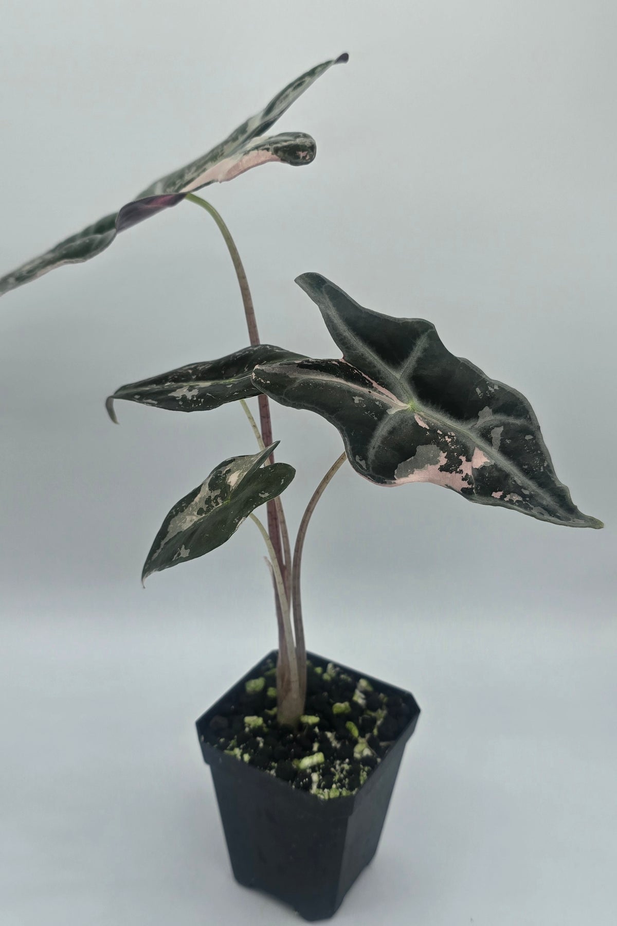 Alocasia Nobilis Pink Variegata