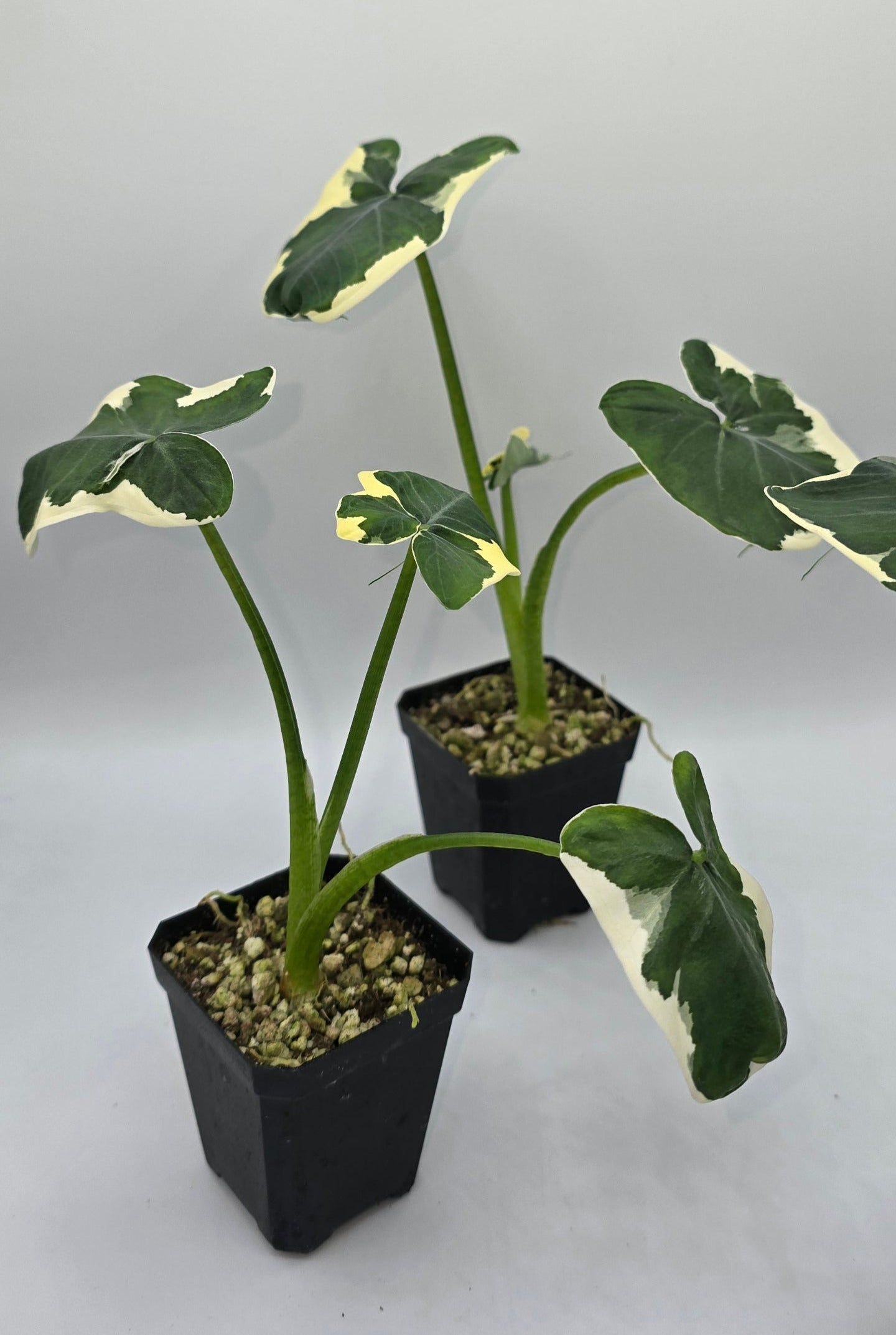 Sale Alocasia Mickey Mouse Variegata (Xanthosoma sp.)