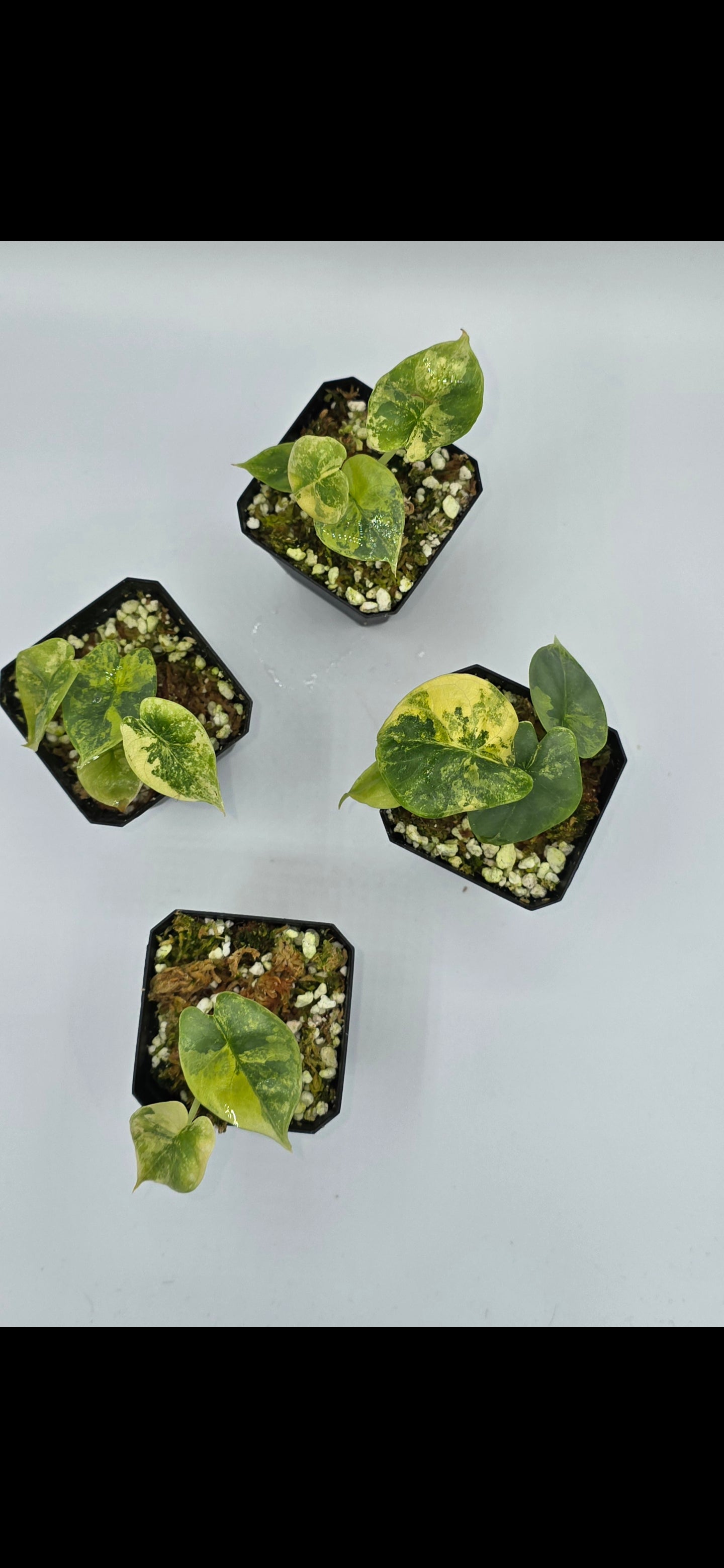 Alocasia Silver Dragon Aurea Variegata
