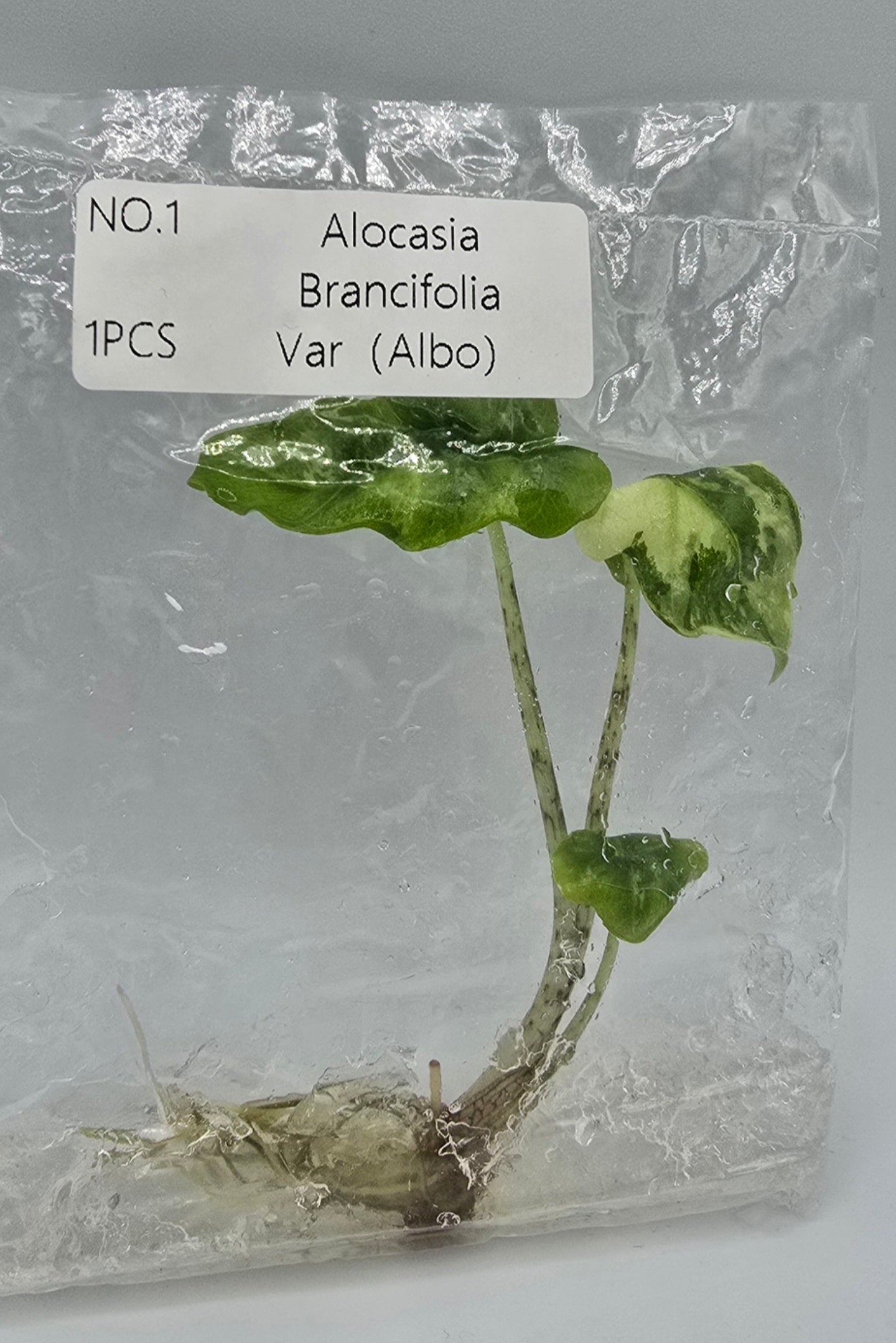 Alocasia Brancifolia Albo Variegata