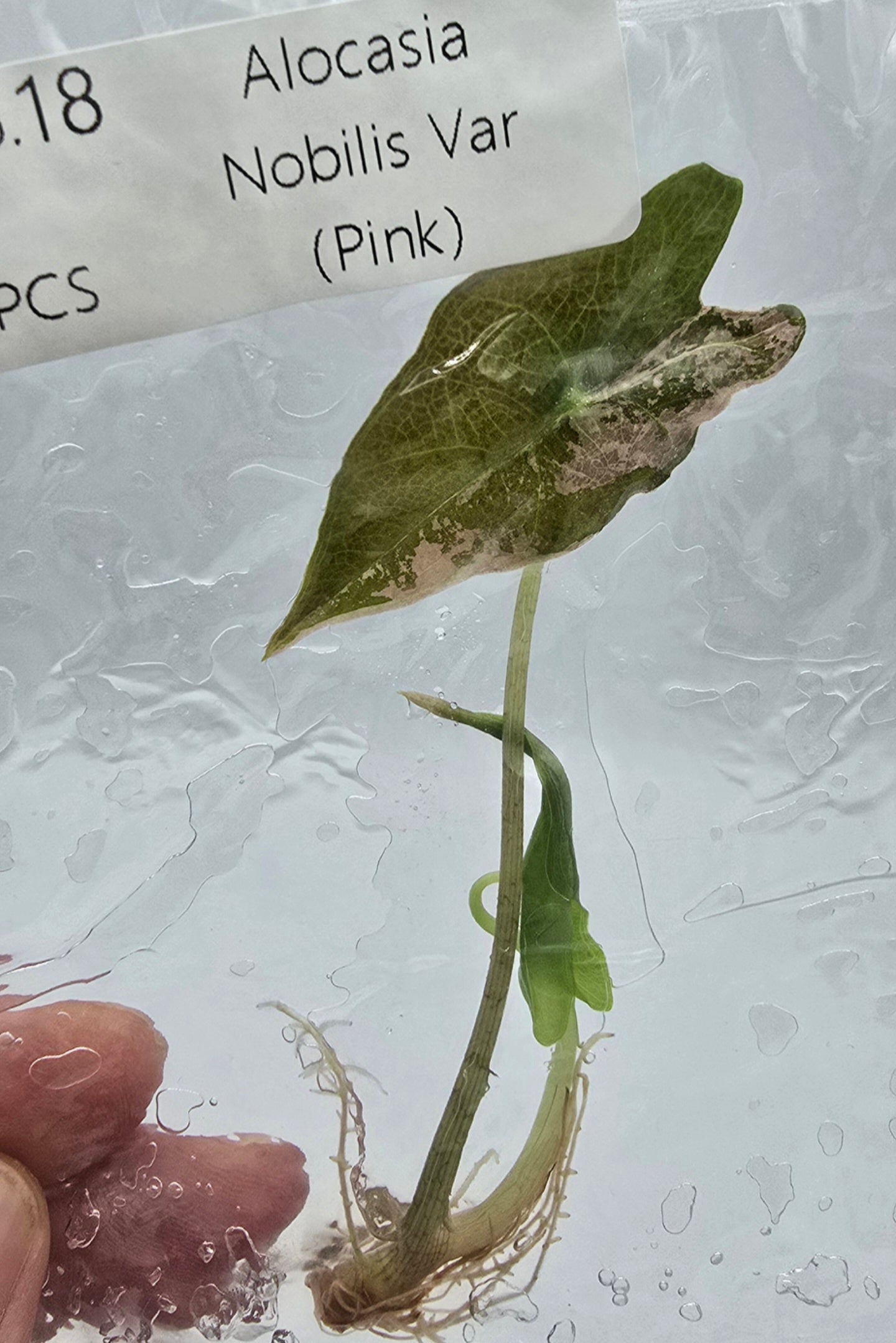 Sale Alocasia Nobilis Pink Variegata