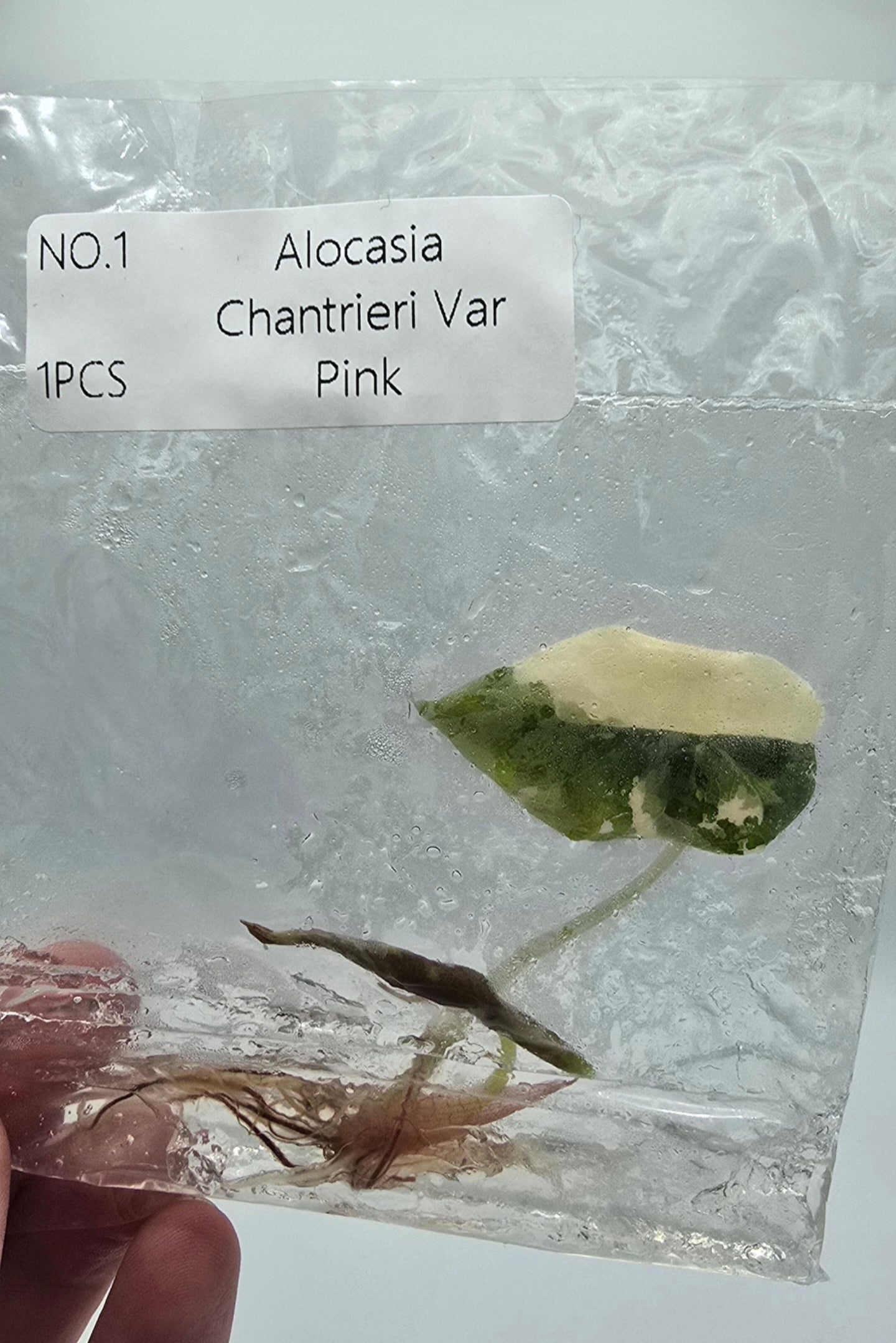 Alocasia Chantrieri Pink Variegata