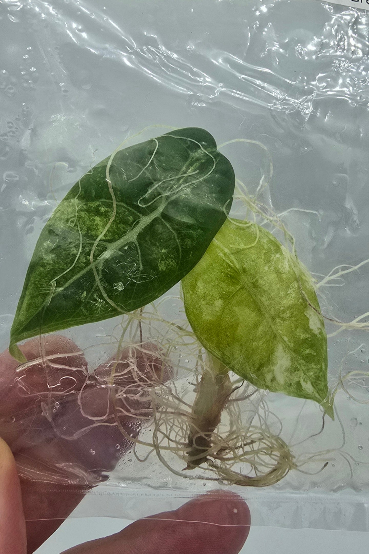 Alocasia Watsoniana Glossy Variegata