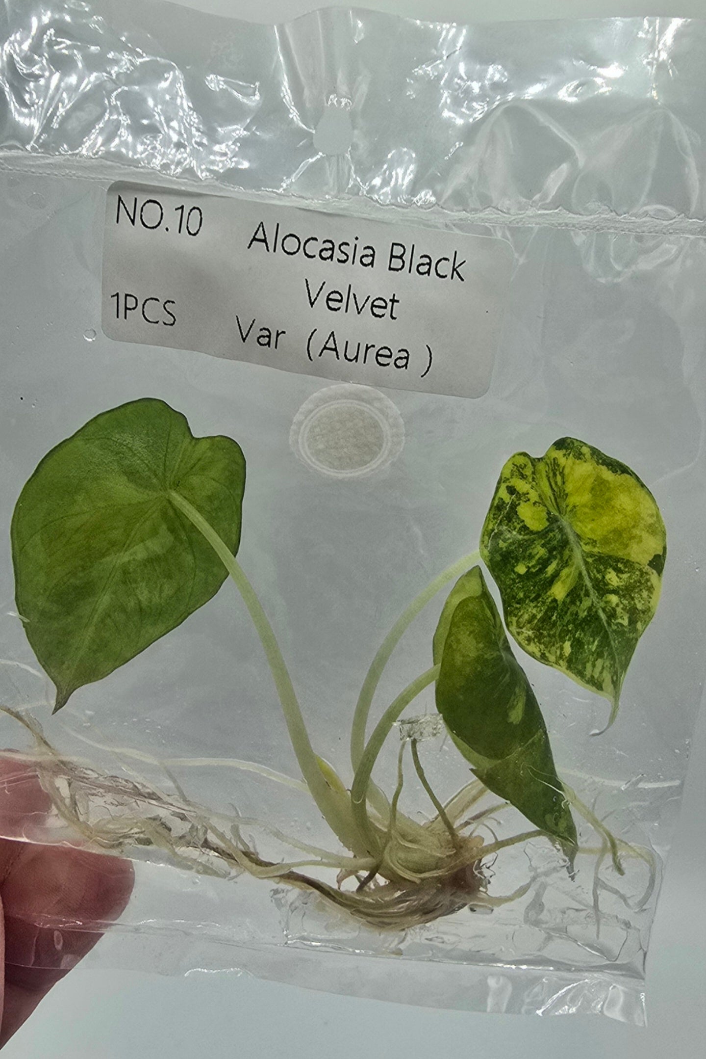 Alocasia Black Velvet Aurea Variegata