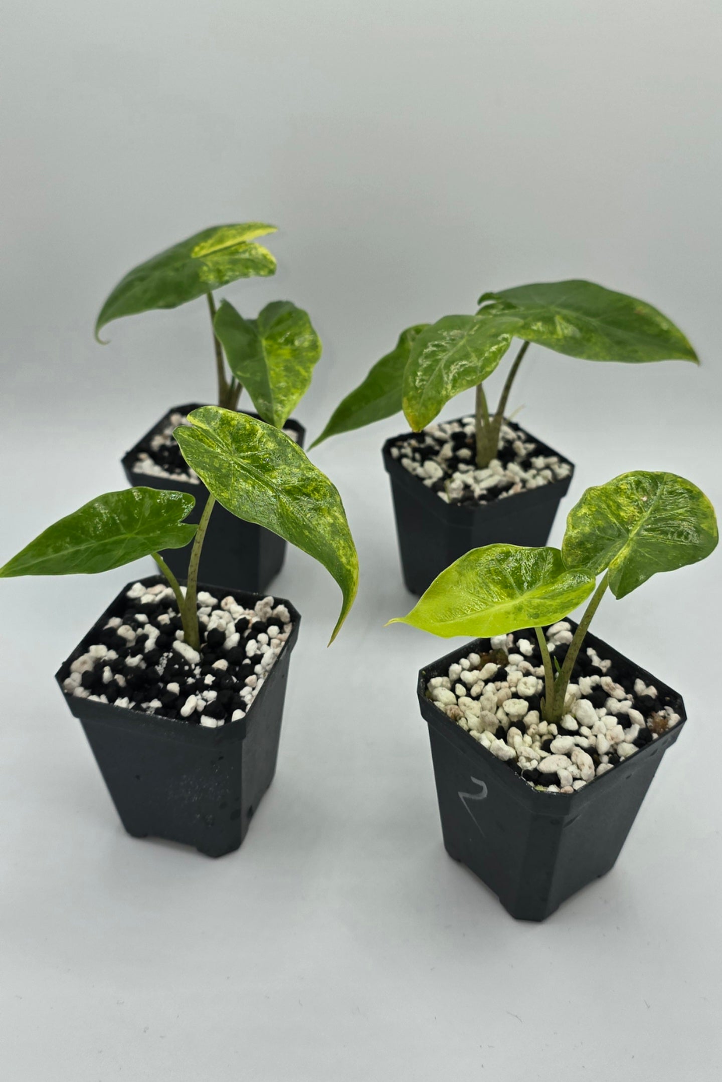 Alocasia Portodora Aurea Variegata