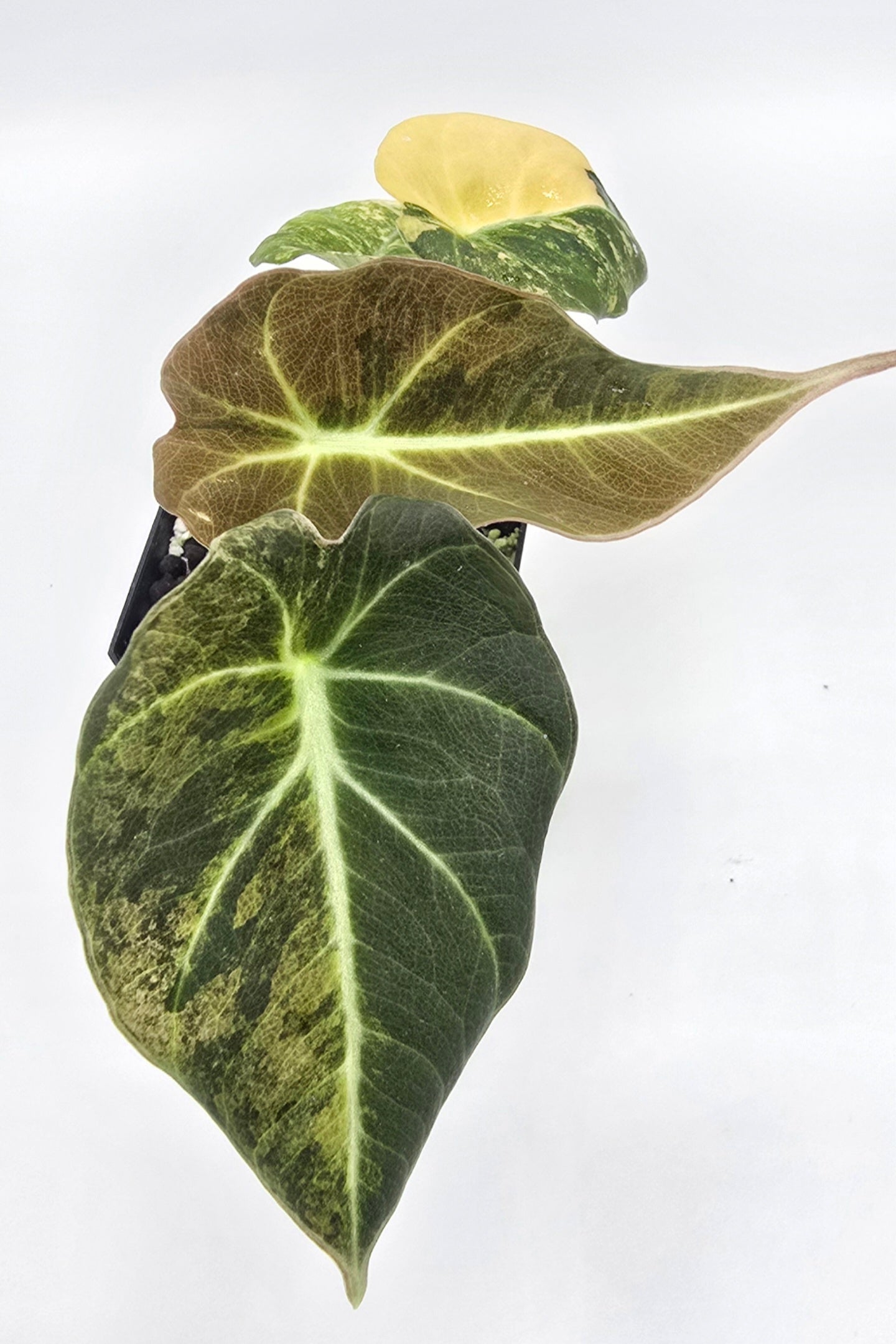 Alocasia Black Velvet Aurea Variegata