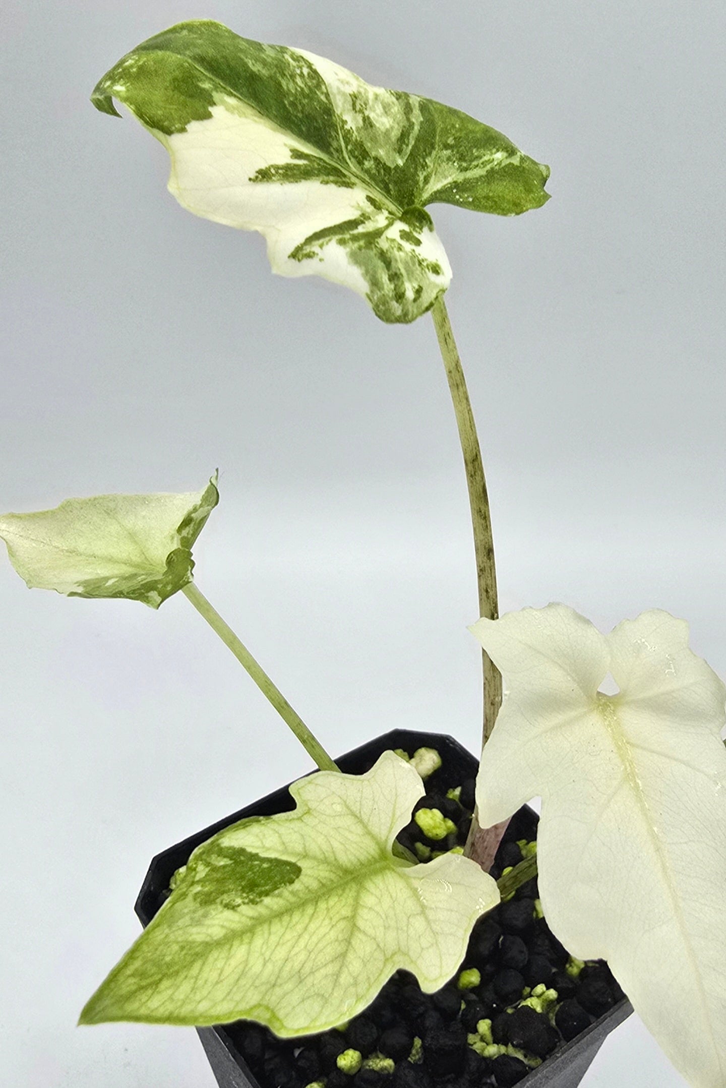 Alocasia Brancifolia Albo Variegata