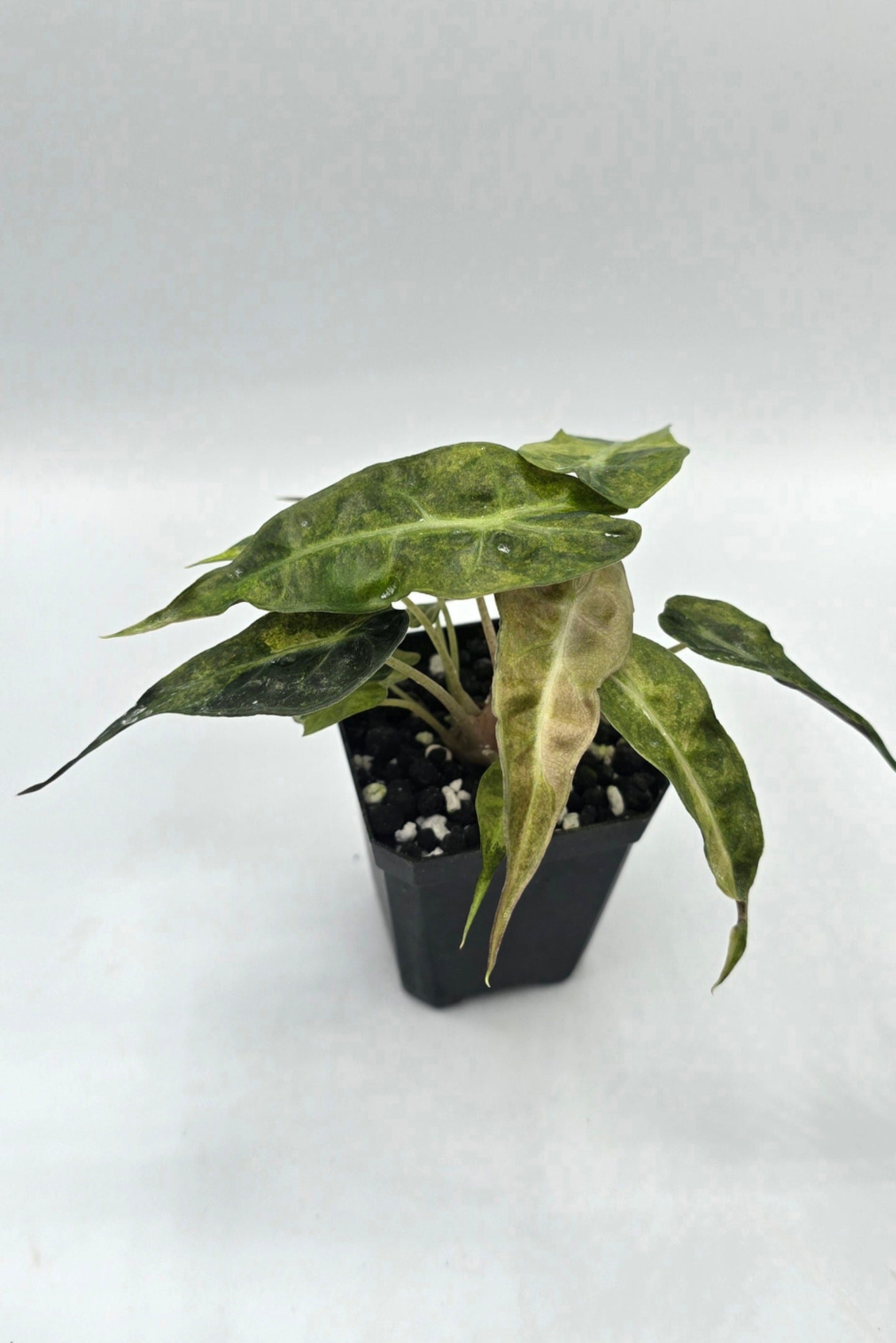 Alocasia Polly Aurea Variegata