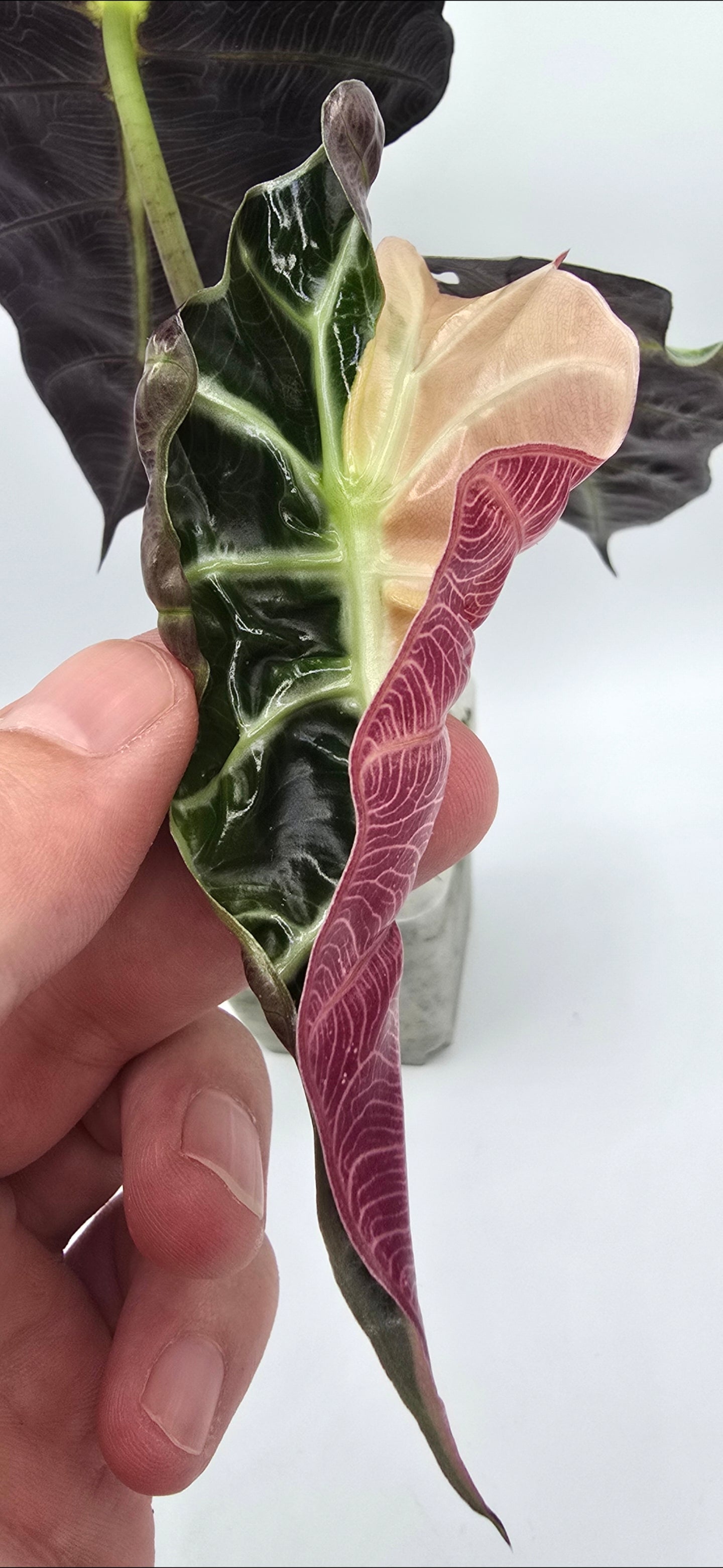 Alocasia Polly Pink Snow Superb Variegata Rhizome