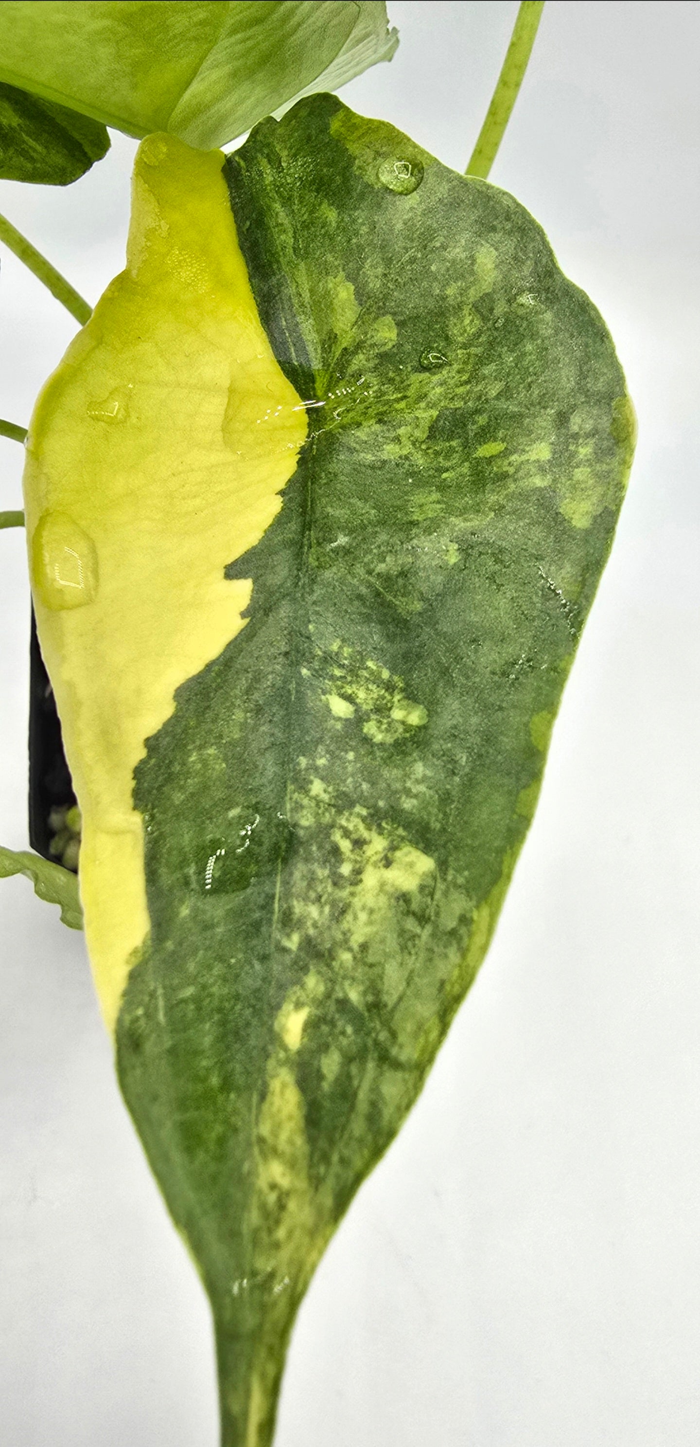 Alocasia Heterophylla Dragon Breath Aurea Variegata