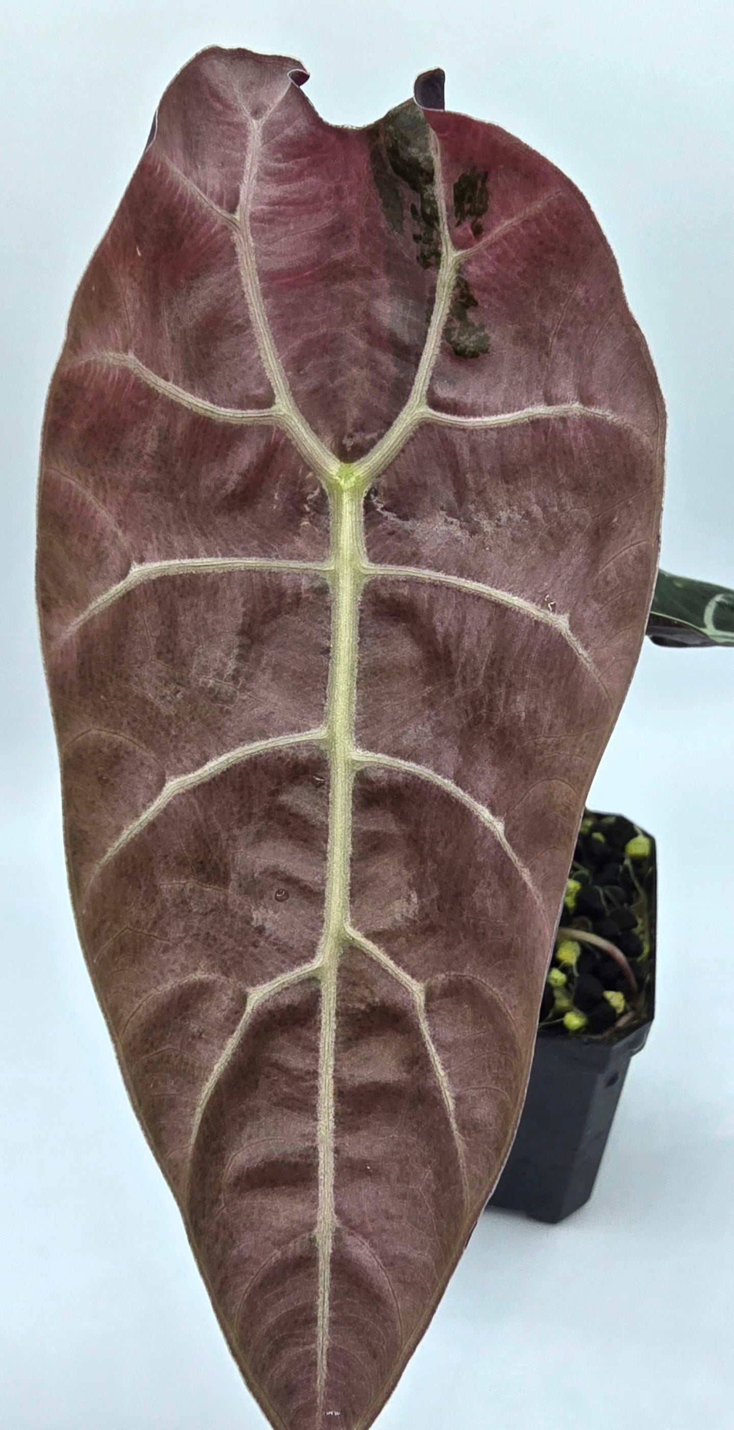 Alocasia Watsoniana Pink Doff Variegata